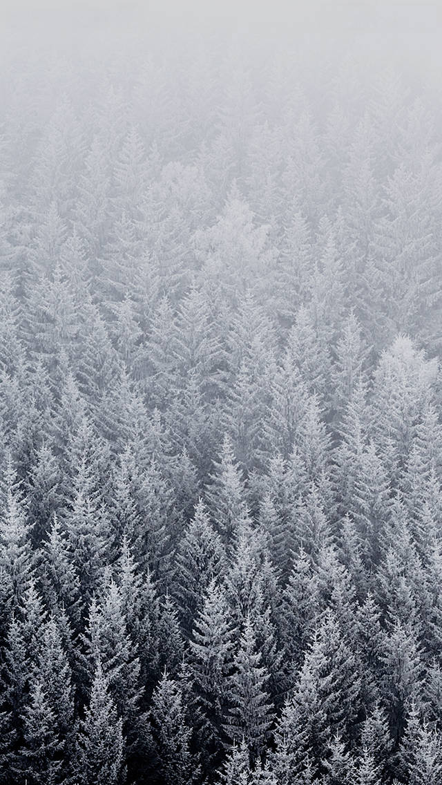iOS 8 冬日松林 壁紙 — 從高空俯瞰，無盡的雪松樹逐漸消失在霧濛濛的灰色地平線中。