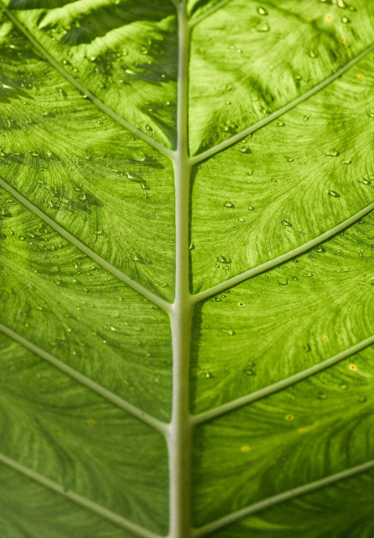 一片綠色葉子的特寫，表面有水珠。