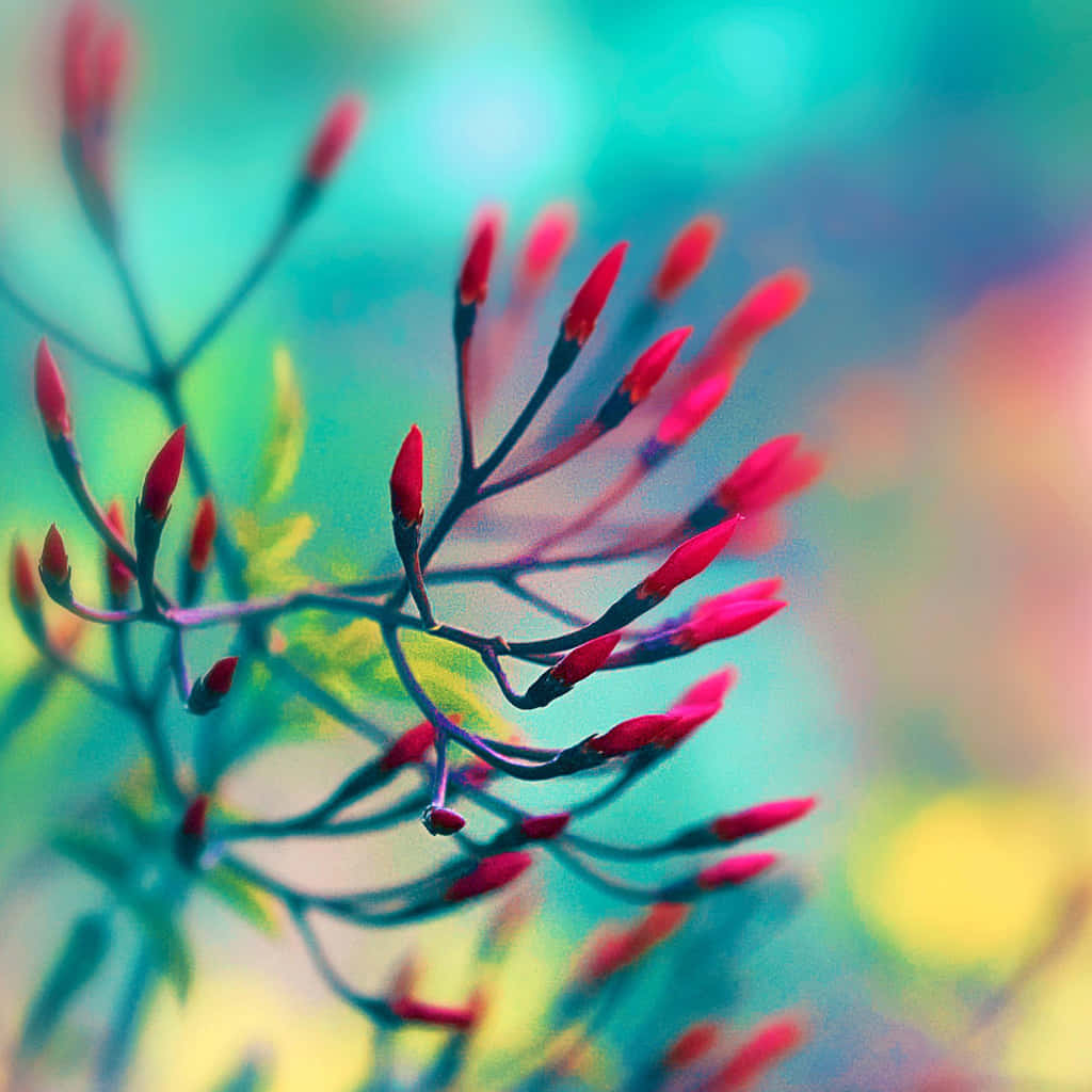 春日紅芽 iPad 壁紙 — 細枝上鮮紅的花蕾，襯以夢幻的藍綠色和黃色模糊背景。