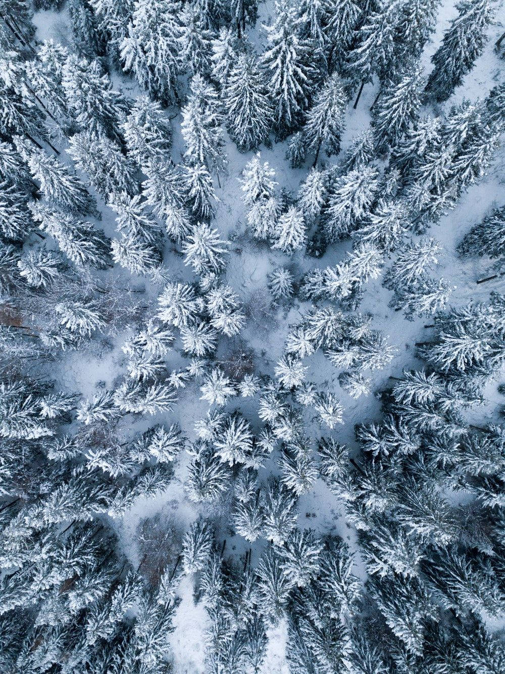 冬季松樹 iPad 展示 壁紙 — 在柔和藍光下，茂密冬季森林中白雪覆蓋的松樹的鳥瞰圖。