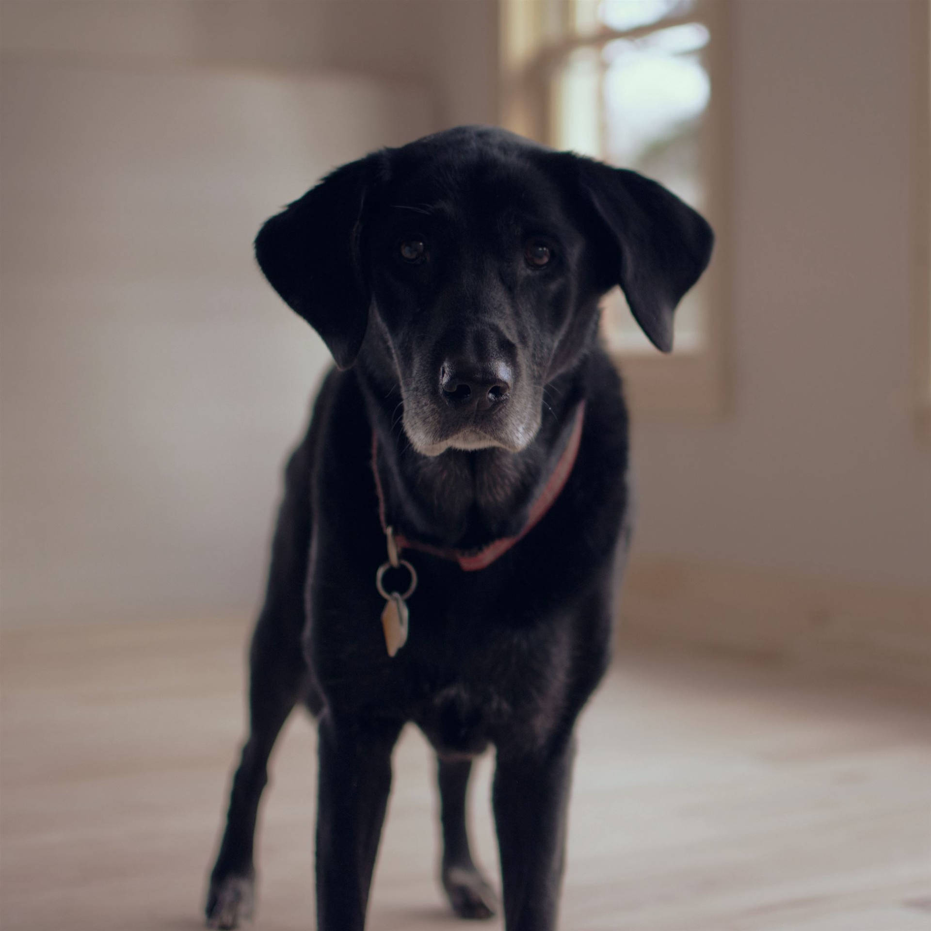戴著項圈的黑色拉布拉多犬站在室內窗邊