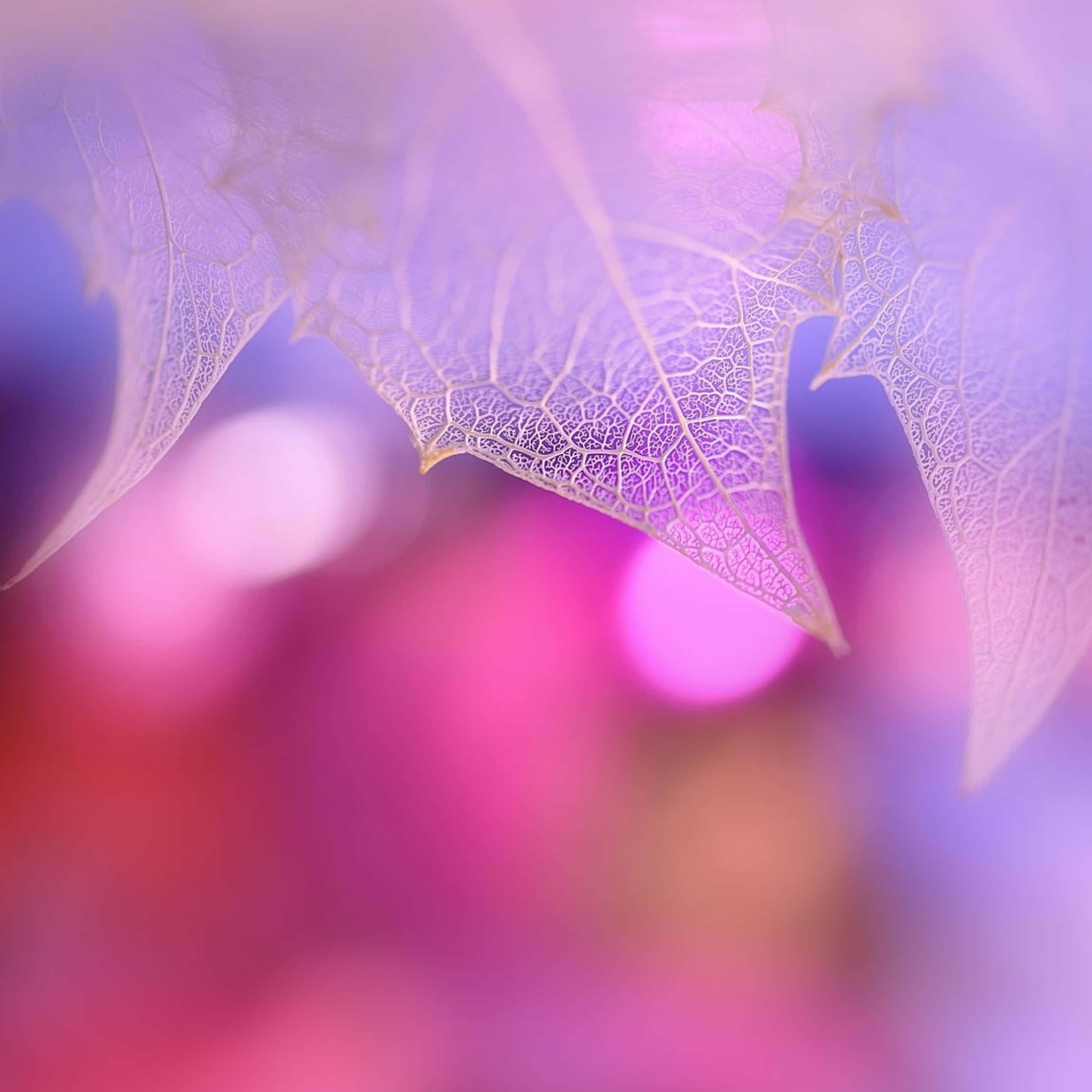 粉紅iPad Pro透明葉片壁紙 壁紙 — 一片精緻的半透明葉子，帶有複雜的葉脈圖案，漂浮在粉紅色和紫色散景燈光的柔和模糊背景上。
