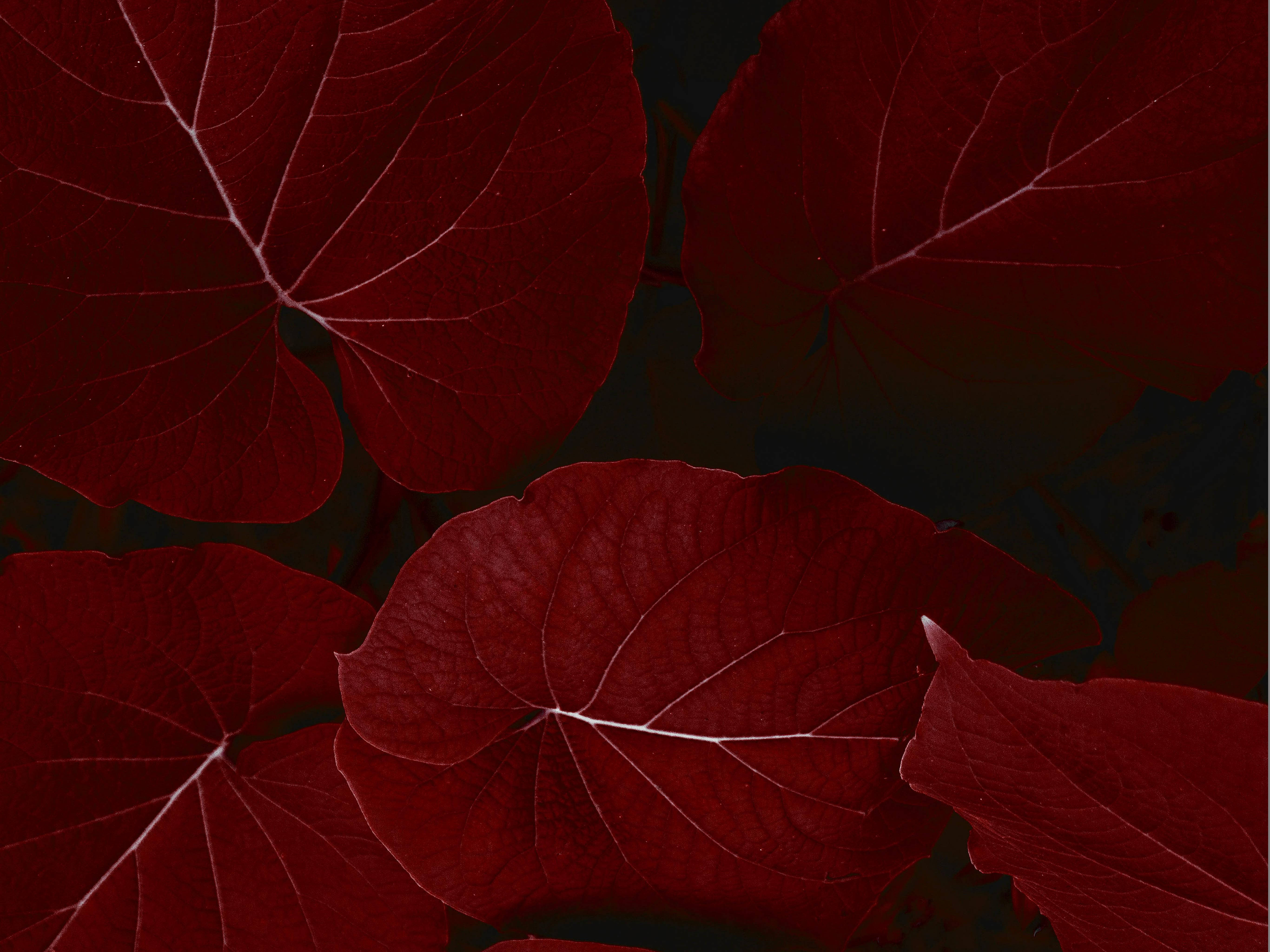 iPad Pro 紅葉風景 壁紙 — 深紅色葉子的特寫，帶有複雜的白色葉脈，背景為深色。