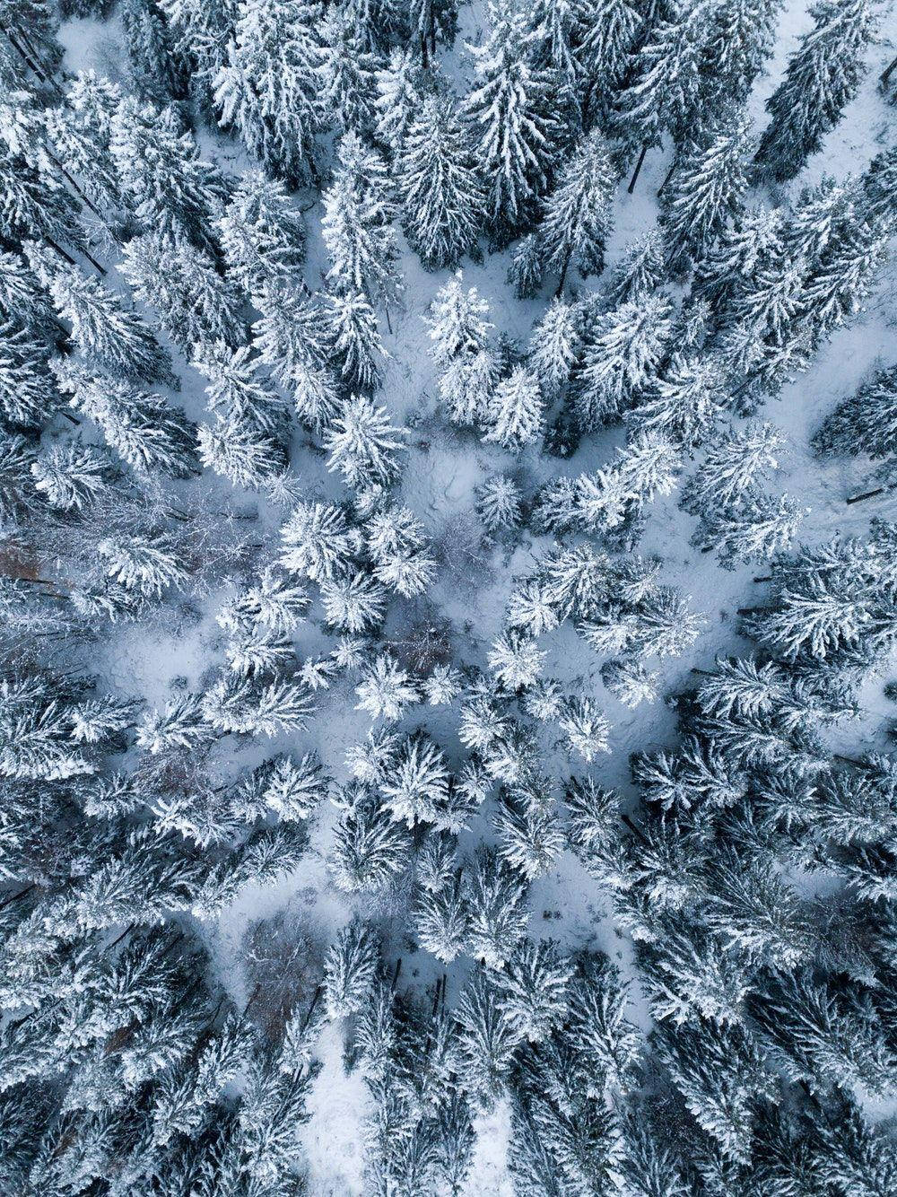 iPad Pro 雪林鳥瞰 壁紙 — 從上空俯瞰白雪覆蓋的松樹，在茂密的冬季森林中帶有柔和的藍色和白色色調。