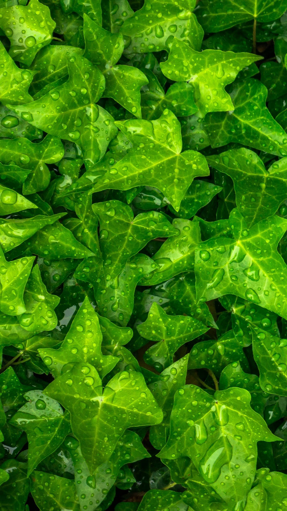 晨露潤澤的植物葉片頂視圖 iPhone 壁紙 — 充滿活力的綠色常春藤葉片在茂密的近距離自然紋理中閃爍著新鮮的水珠。