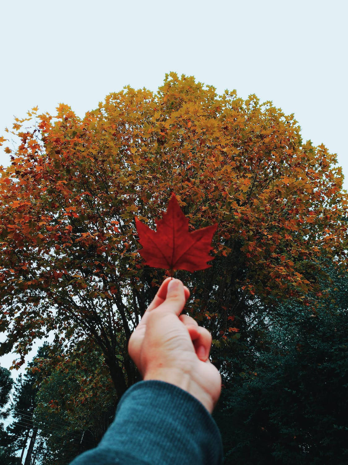在秋樹前手持紅楓葉。