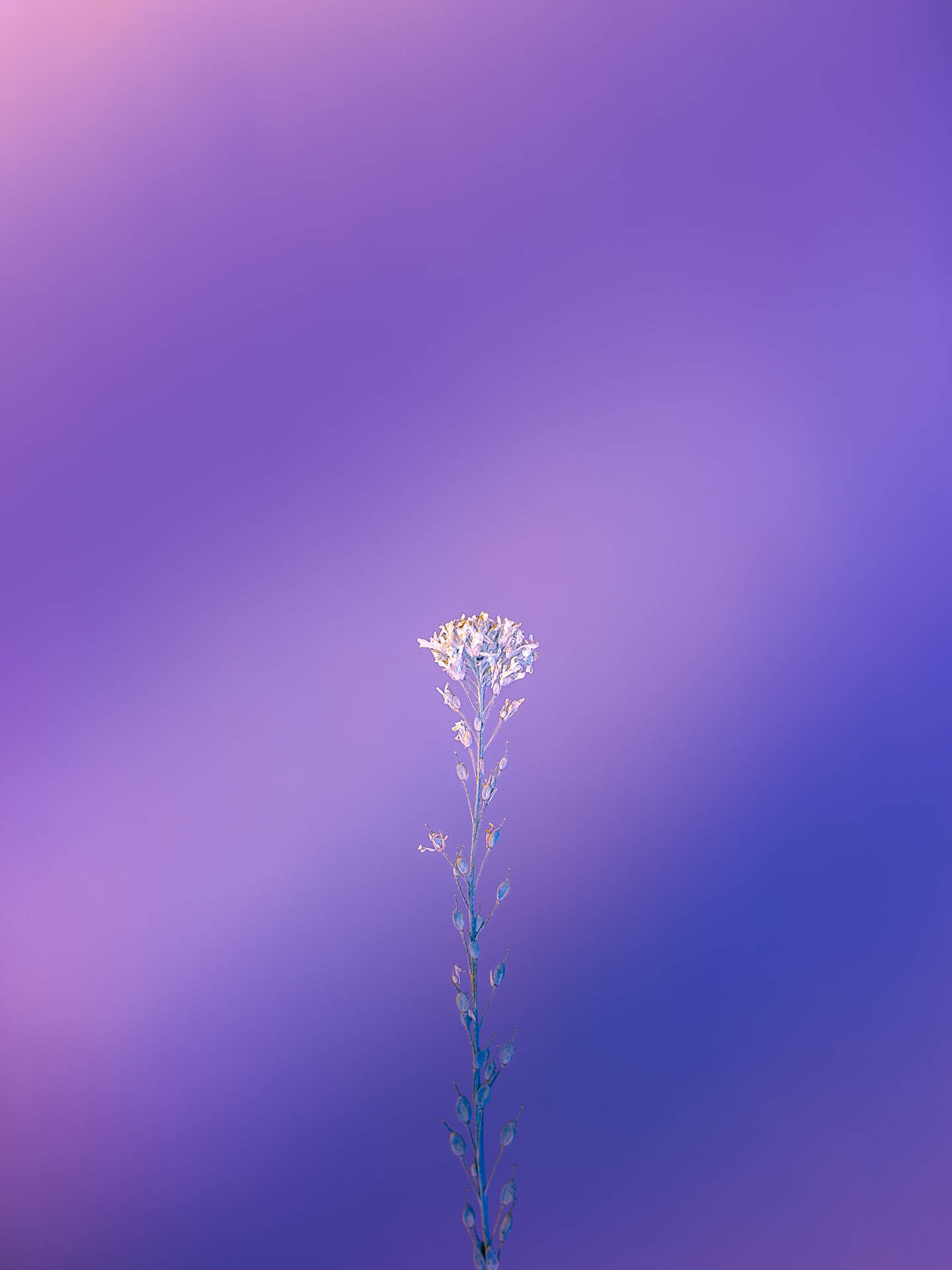 一朵孤獨的白色花莖在紫色藍色漸變背景中高高聳立。