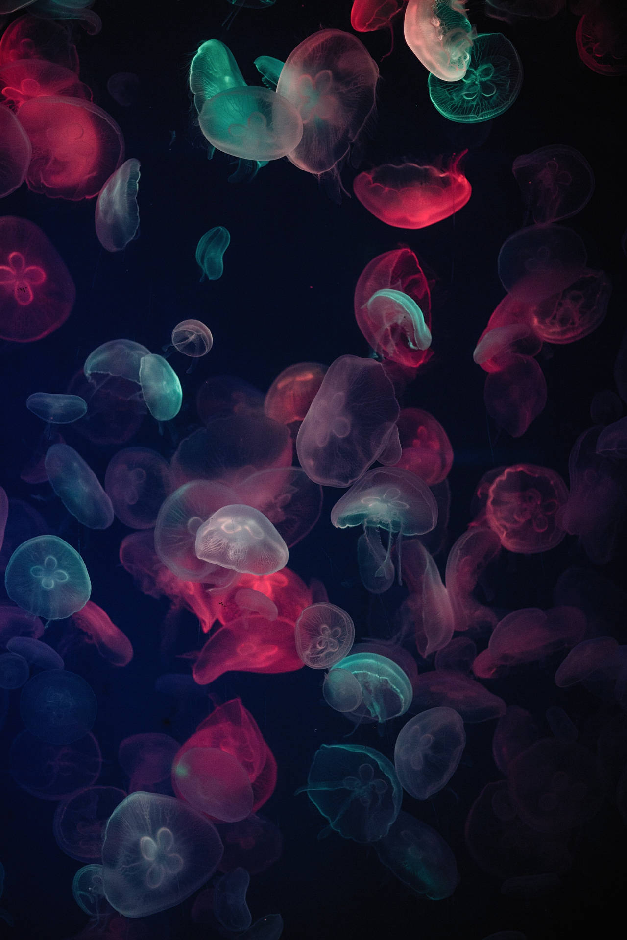 色彩繽紛的發光水母漂浮在黑暗的海水中