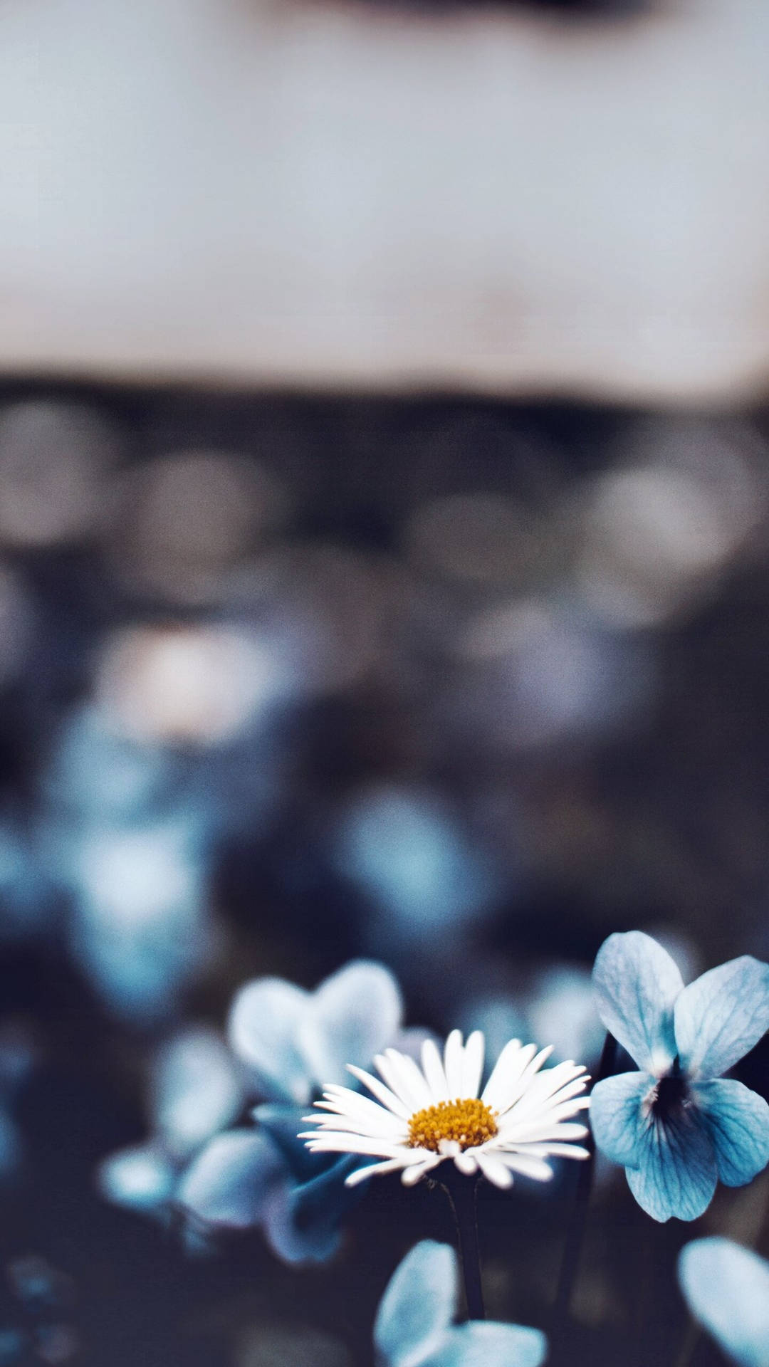 一朵白色雛菊，黃色中心，藍色花朵，背景柔和模糊。