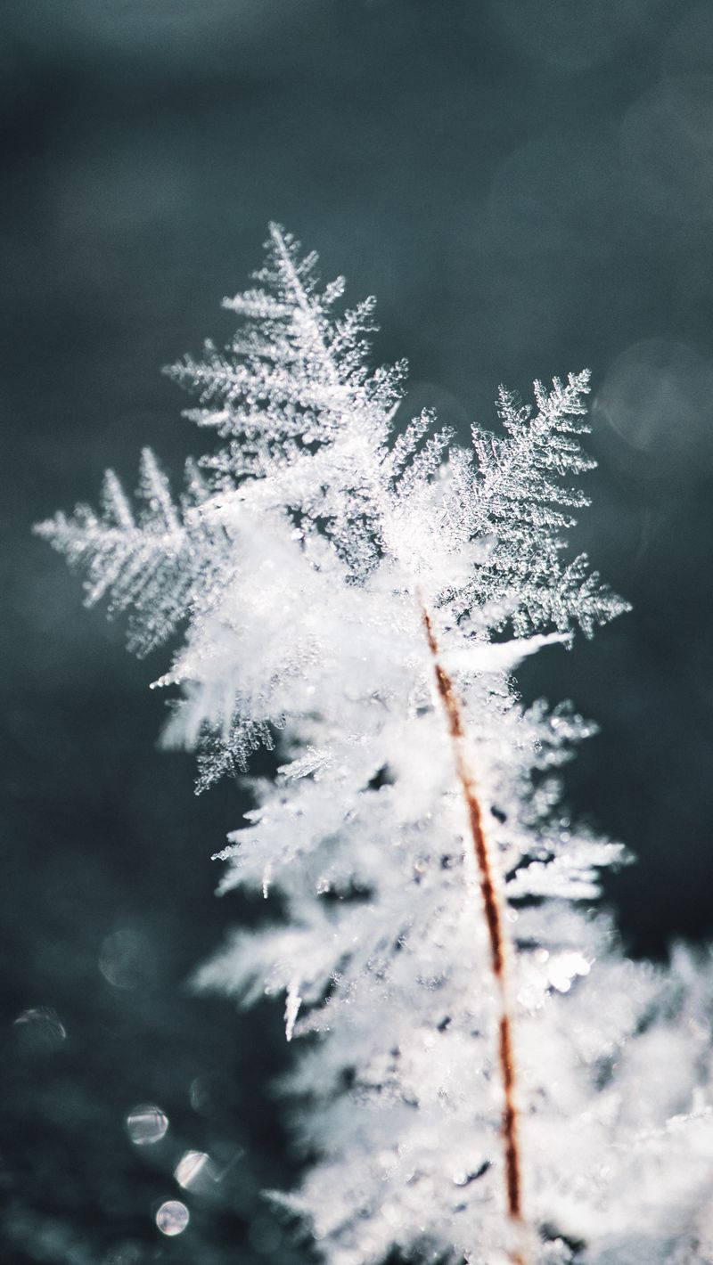雪片冬季 iPhone 壁紙 — 精緻的霜晶在纖細的樹枝上形成複雜的蕾絲狀圖案，背景是柔和模糊的冬日景色。