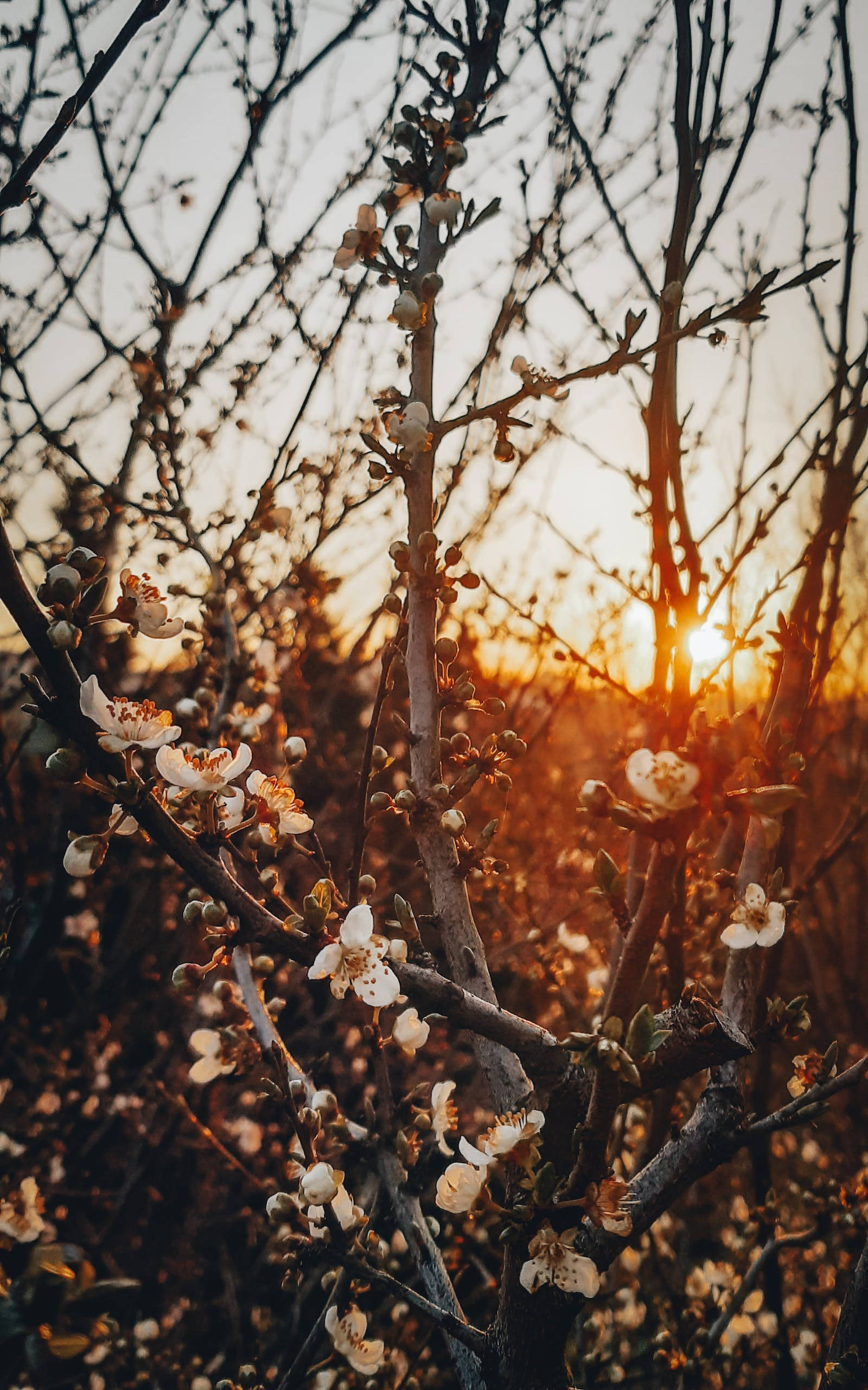 櫻花花卉 iPhone 壁紙 — 光禿禿的樹枝上，精緻的白花在金色夕陽天空的映襯下溫暖地閃耀。