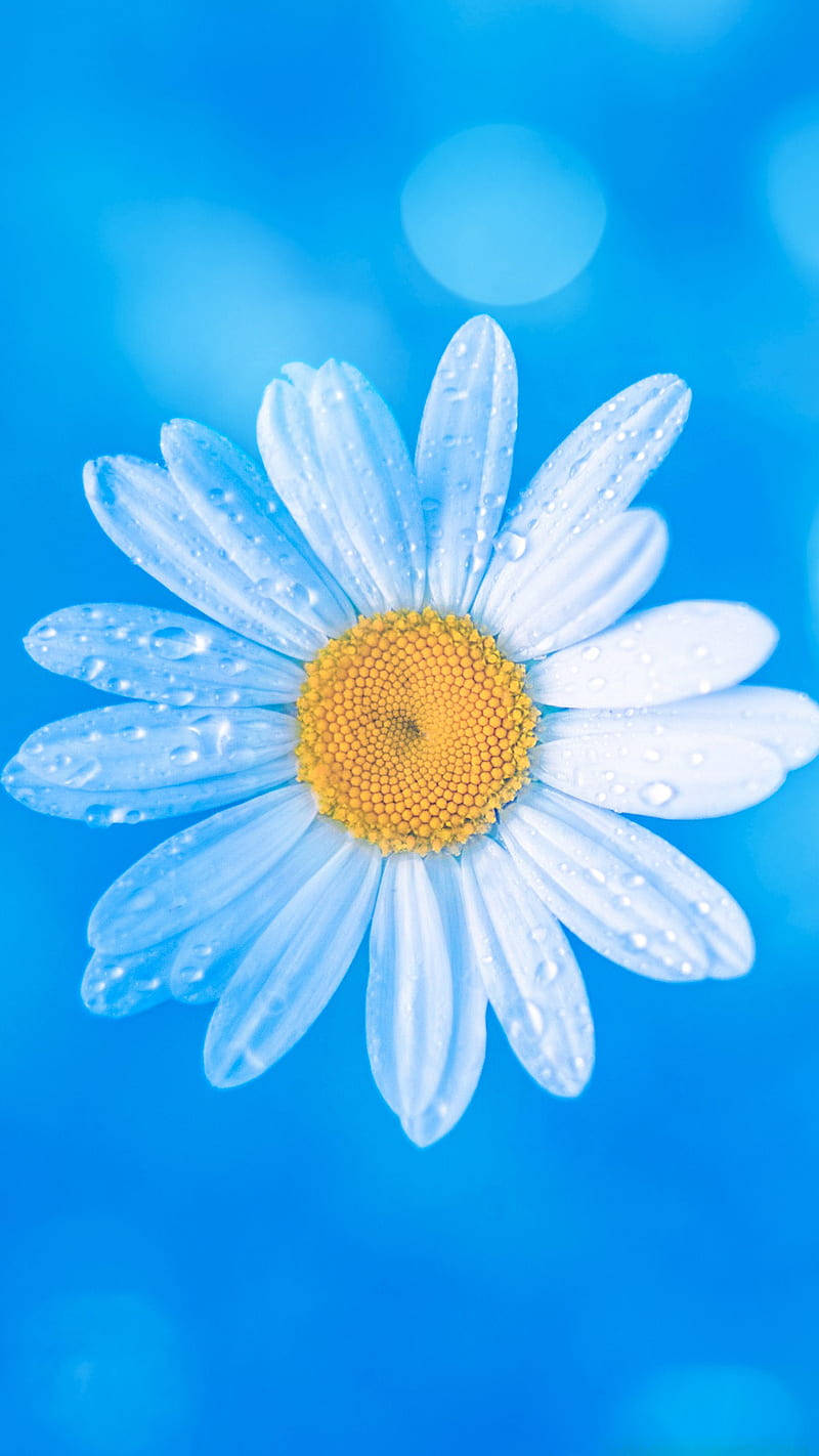 水珠與白菊花iPhone壁紙 壁紙 — 一朵白色雛菊的特寫，帶有黃色花心和露珠，背景是充滿活力的藍色散景。