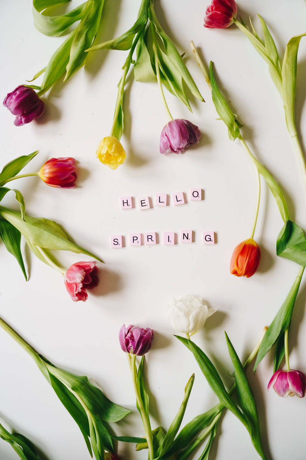 鬱金香圍繞著「hello spring」字樣排列成圓形。 — iPhone 4K 壁紙 壁紙