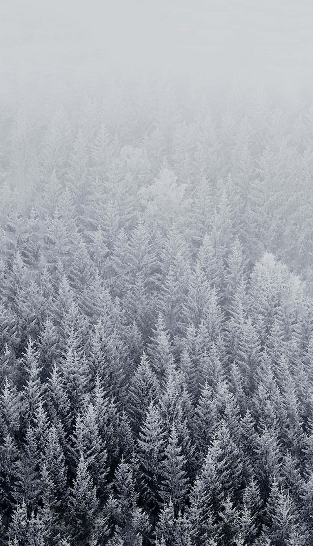 用這款純淨的冬季 iPhone 6 Plus 欣賞雪景奇境 壁紙 — 鳥瞰無盡的雪松樹逐漸消失在霧濛濛的灰色天空中。