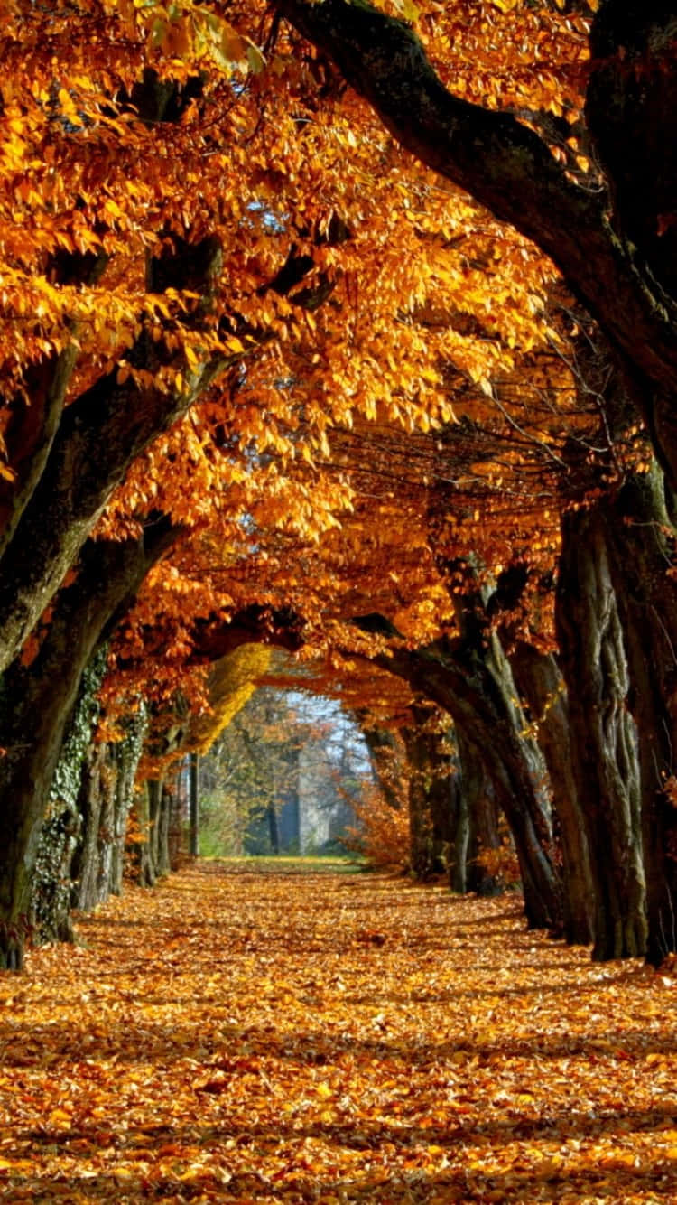 讓大自然啟發你的創意，用 iPhone 6 Plus 捕捉秋日之美 壁紙 — 一條陽光普照的秋日隧道，由金橙色樹葉拱起，覆蓋在古樹之間鋪滿落葉的小徑上。