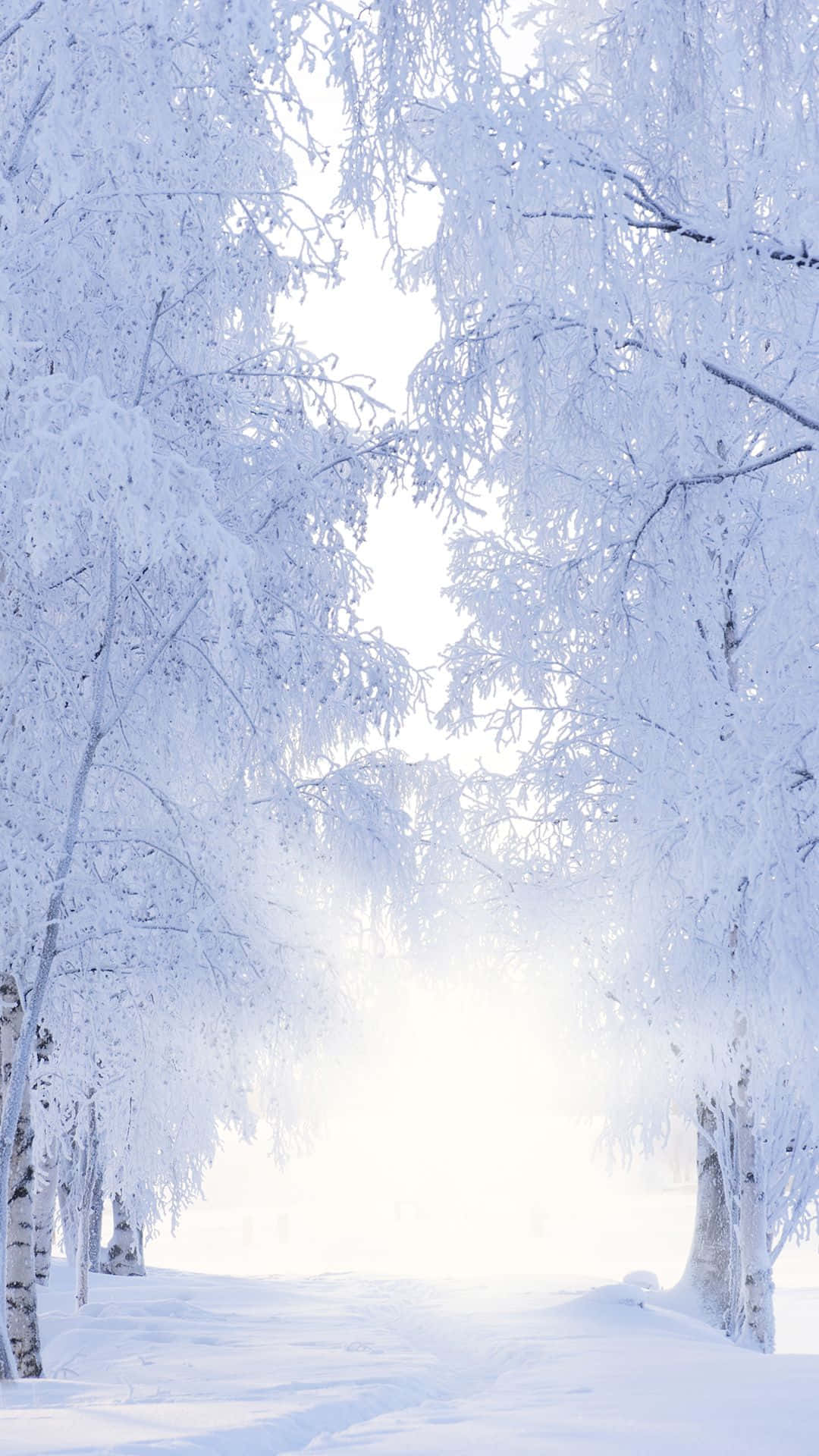 積雪的白樺樹環繞著一條明亮的冬日小徑。