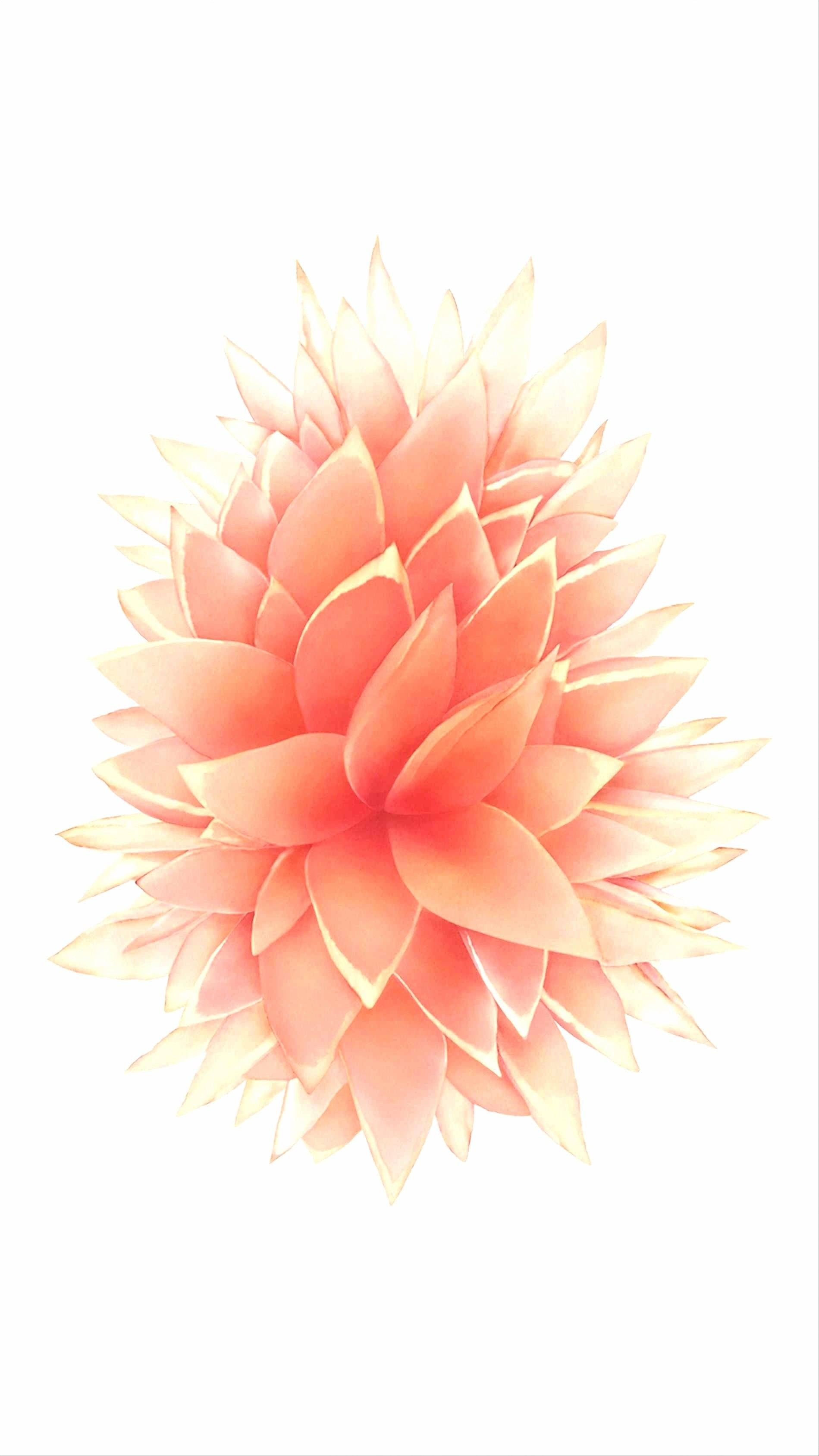 金色 iPhone 6s 風格獨特 壁紙 — 一朵燦爛的蜜桃色大麗花，層層花瓣在純白背景上柔和發光。