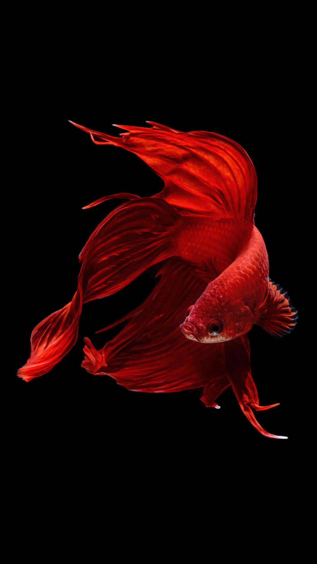 iPhone 6s 預設紅魚壁紙 壁紙 — 一條鮮紅色的鬥魚，帶有流動的魚鰭，在純黑背景上優雅地滑行。