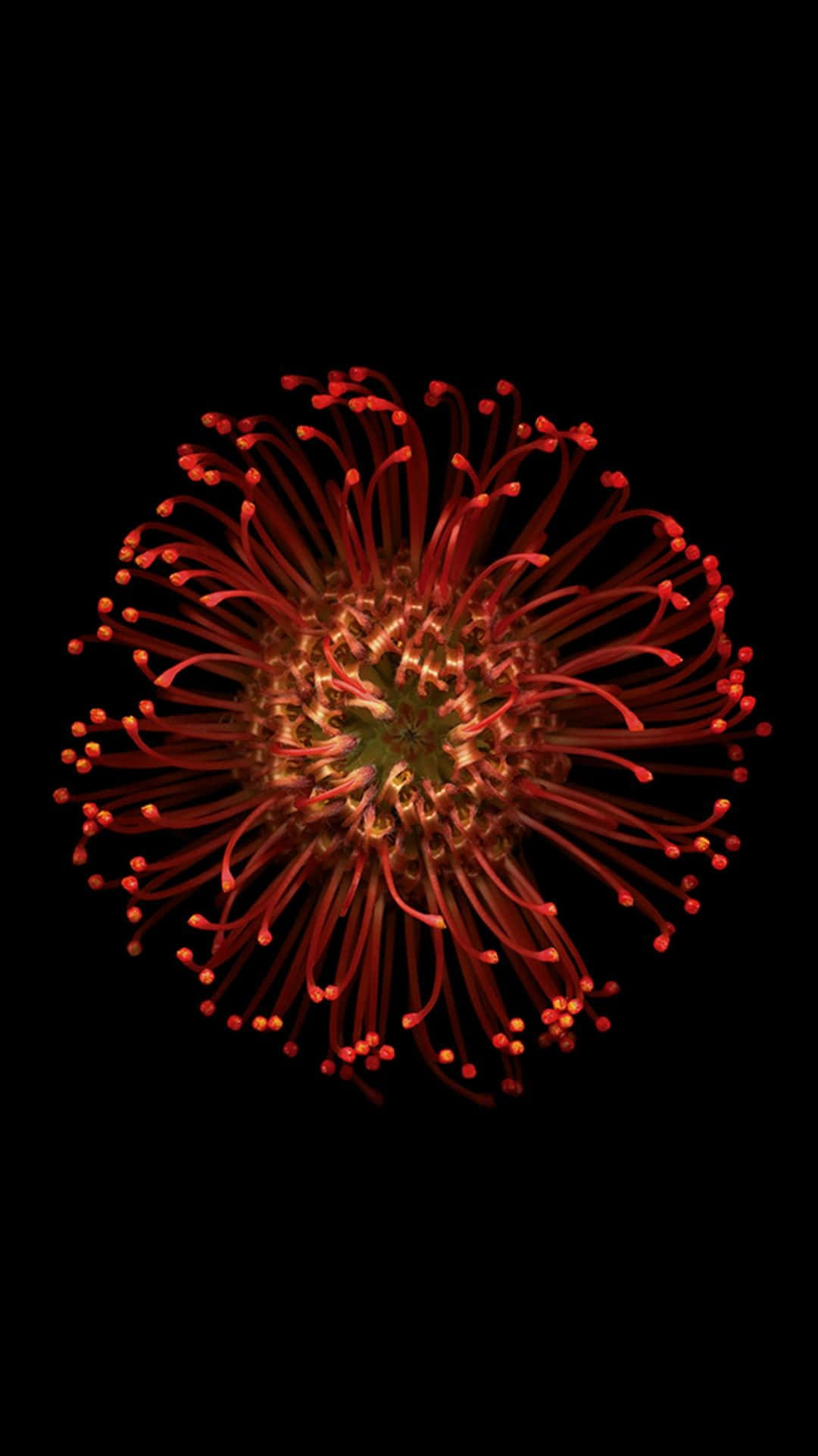iPhone 6s 預設絢麗紅花壁紙 壁紙 — 一朵鮮紅色的花朵，帶有火焰般的花絲，在純黑色背景下以戲劇性的微距鏡頭綻放光芒。