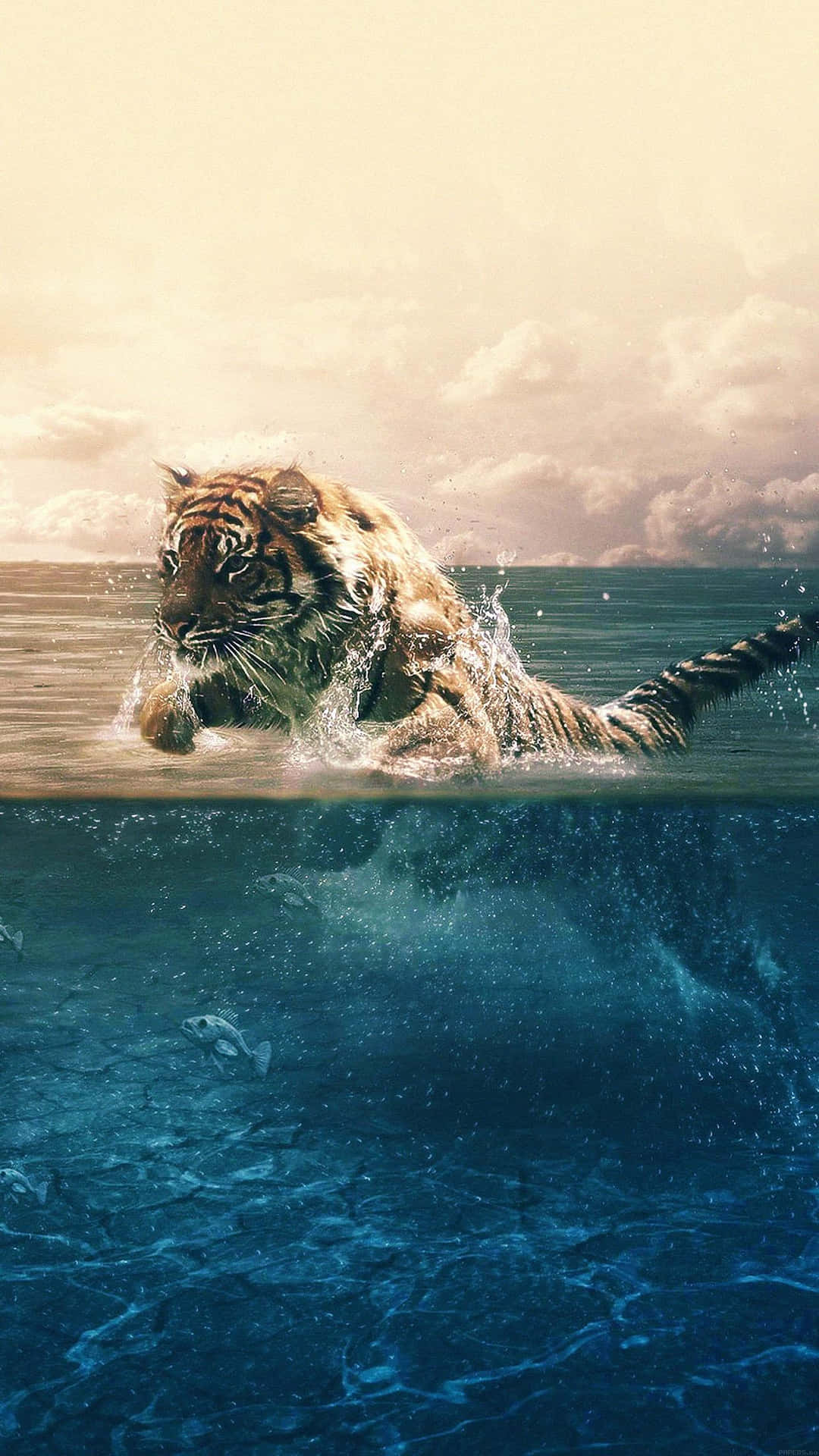 老虎在海水中游泳，魚群在水面下游動。