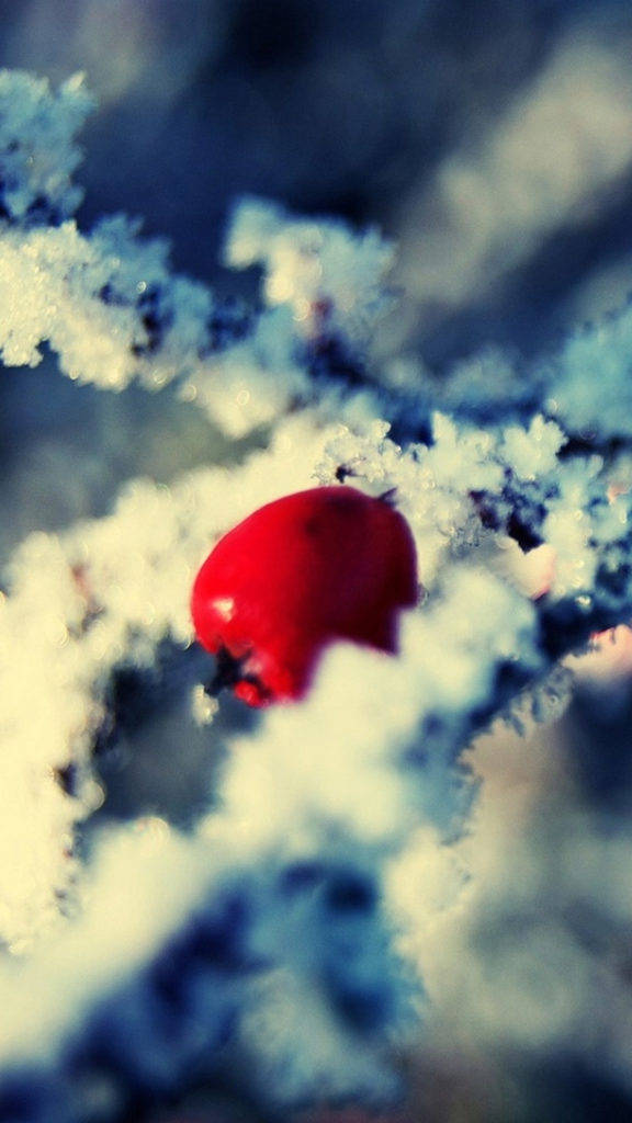 一顆被雪覆蓋的紅莓果在結霜的樹枝上。