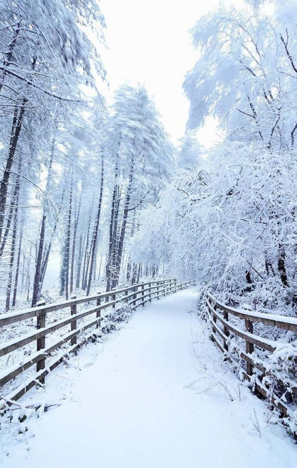 雪 iPhone 伴你露營賞雪 壁紙 — 一條寧靜的積雪木徑蜿蜒穿過霜凍的森林，在明亮的冬日天空下。