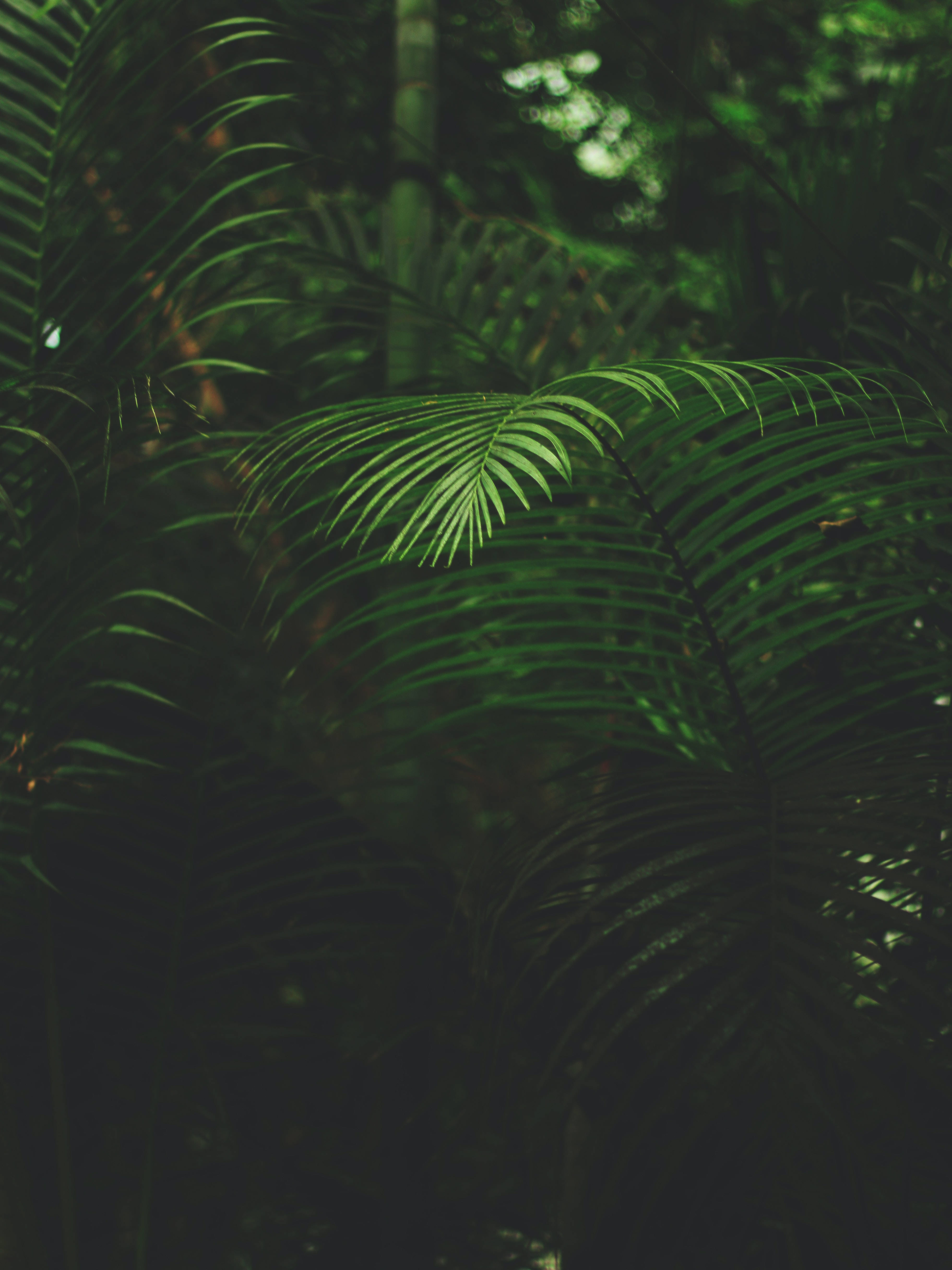 黑暗森林植物 iPhone 壁紙 — 茂密的熱帶樹葉，充滿活力的綠色葉片沐浴在柔和斑駁的陽光中，陽光透過茂密的叢林樹冠灑落。