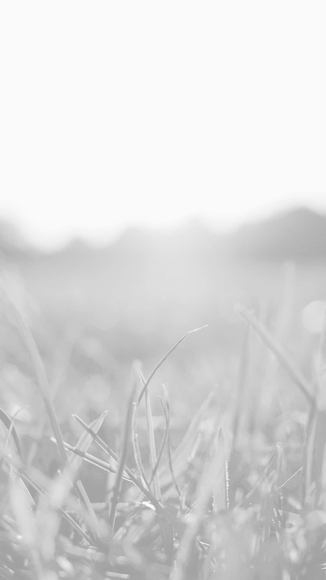 淺灰色 iPhone - 現代設計 壁紙 — 柔和單色草葉特寫，背景模糊，光線柔和。