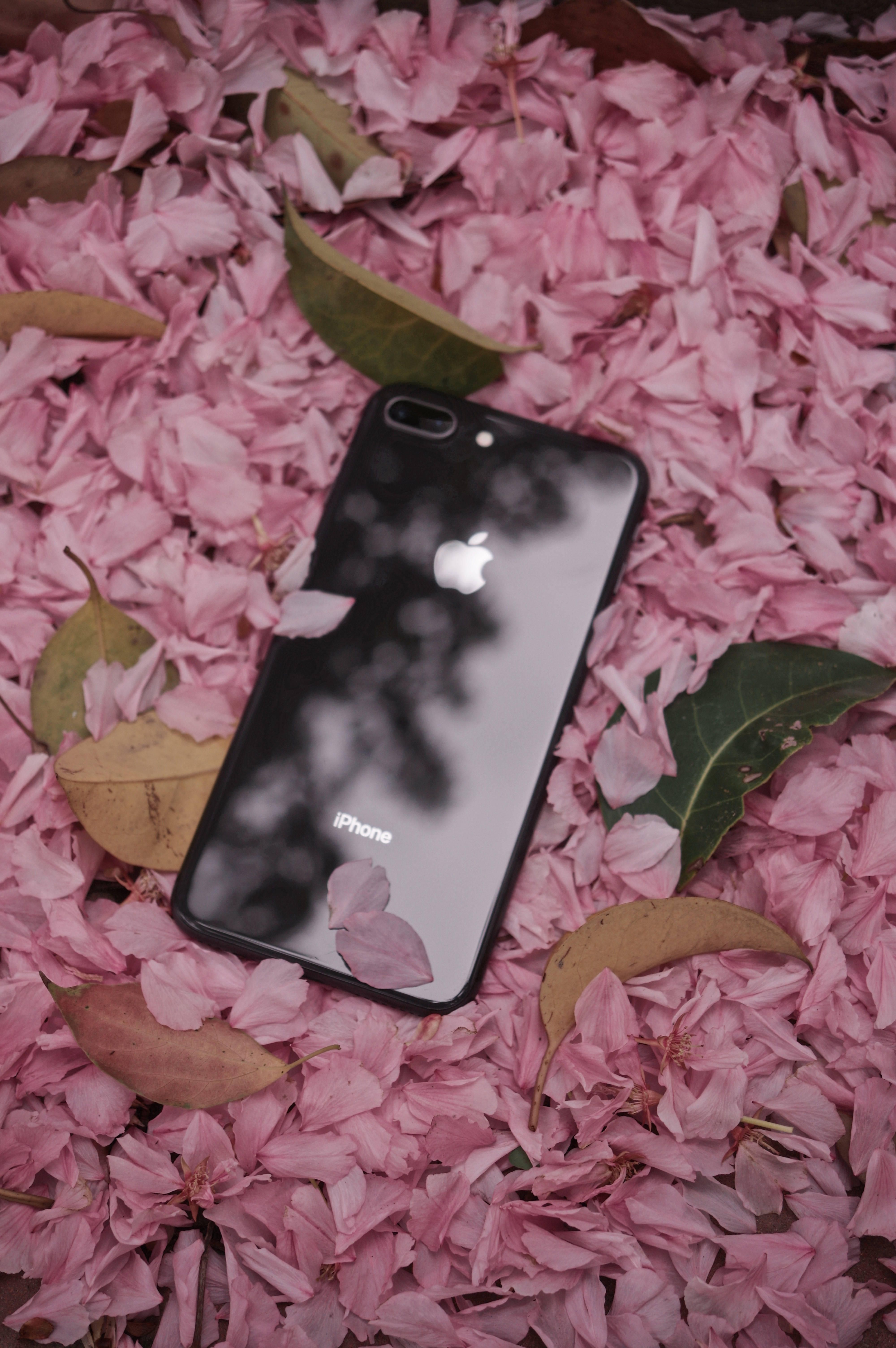 iPhone 8搭配粉紅花朵 壁紙 — 一部黑色iPhone放在粉紅櫻花和綠葉之間。