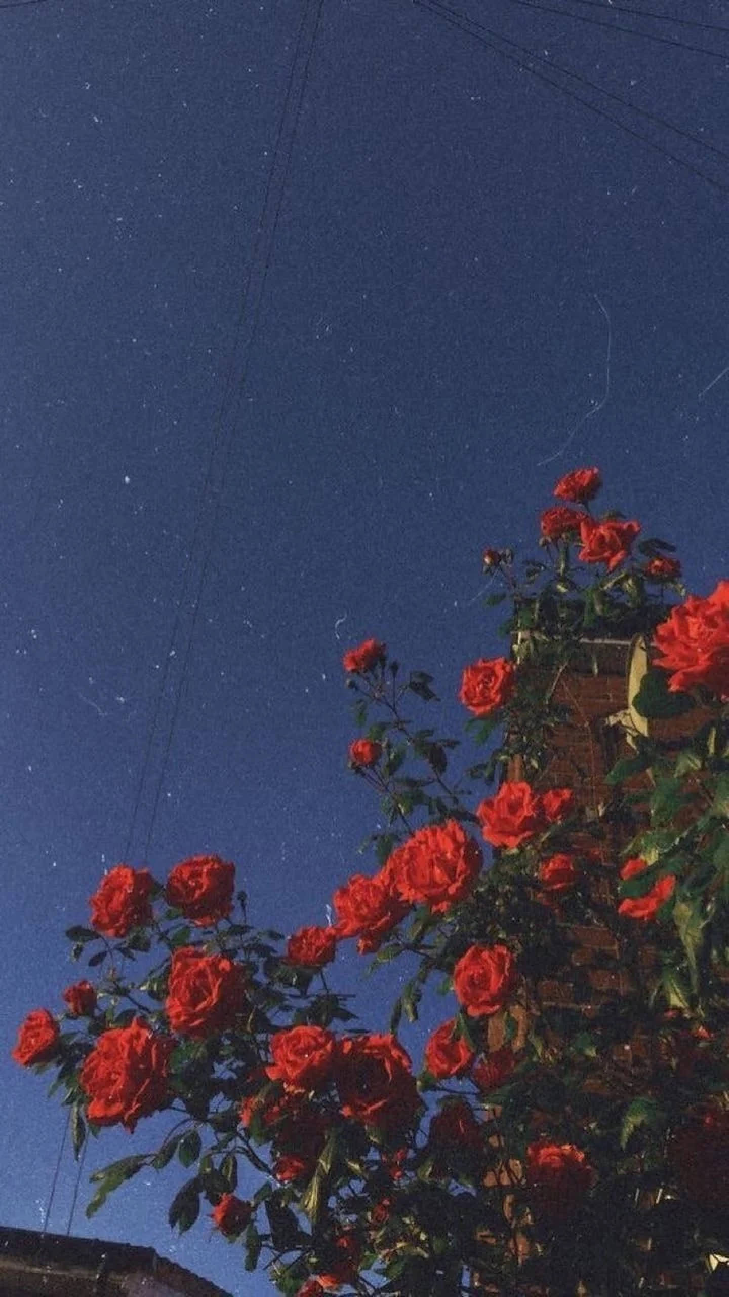 iPhone美學紅玫瑰 壁紙 — 鮮豔的紅玫瑰在繁星點點的夜空下盛開，可見電線和磚牆。