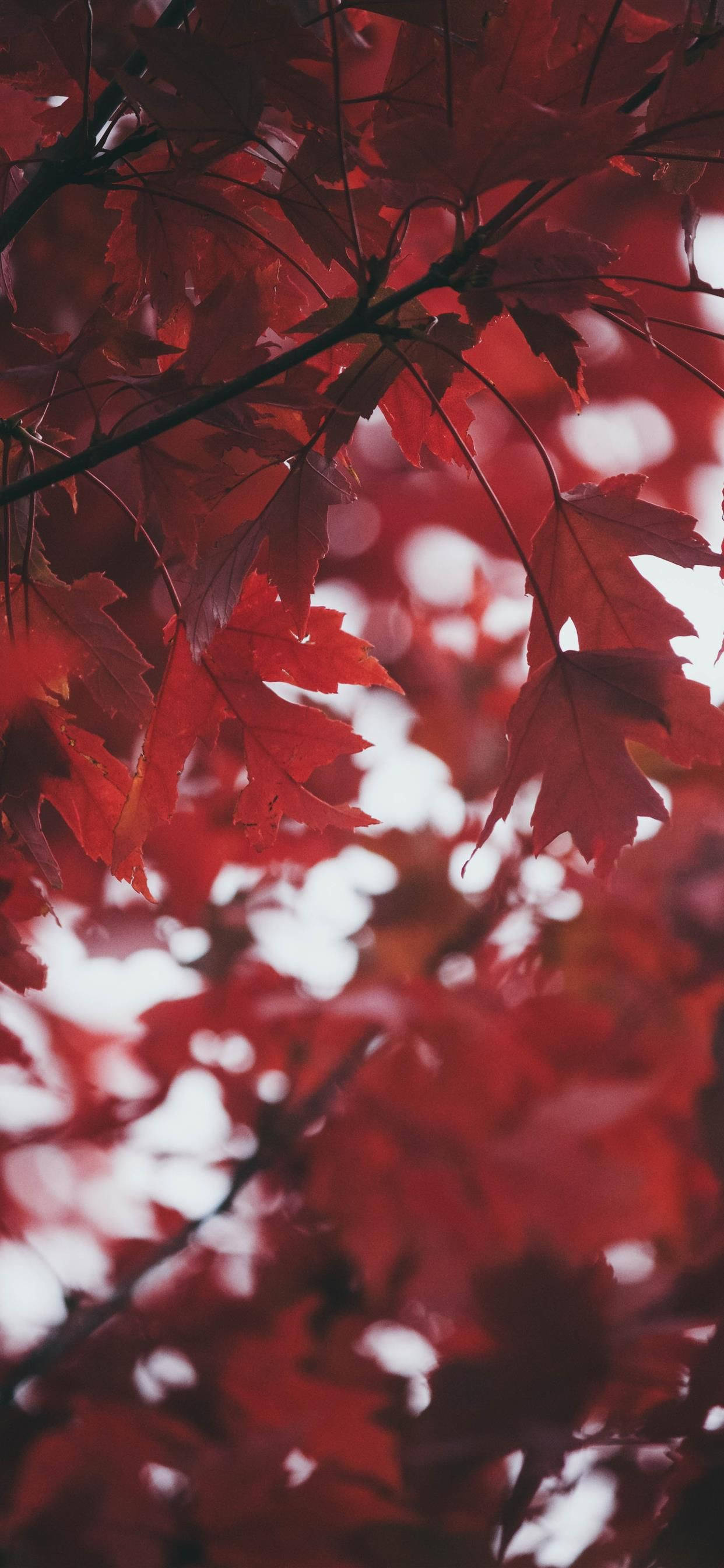 秋葉紅色 iPhone 壁紙 — 鮮豔的紅色楓葉在柔和的白色散景背景下優雅地懸掛，呈現秋季特寫鏡頭。