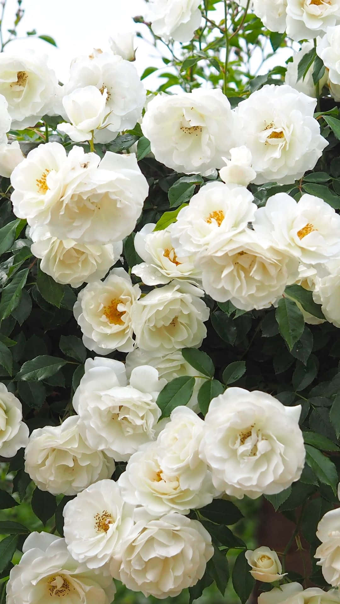 白玫瑰 iPhone 花叢背景 壁紙 — 一簇茂密的純白玫瑰，帶有金色花心，在柔和日光下，在深綠色葉片中密集綻放。