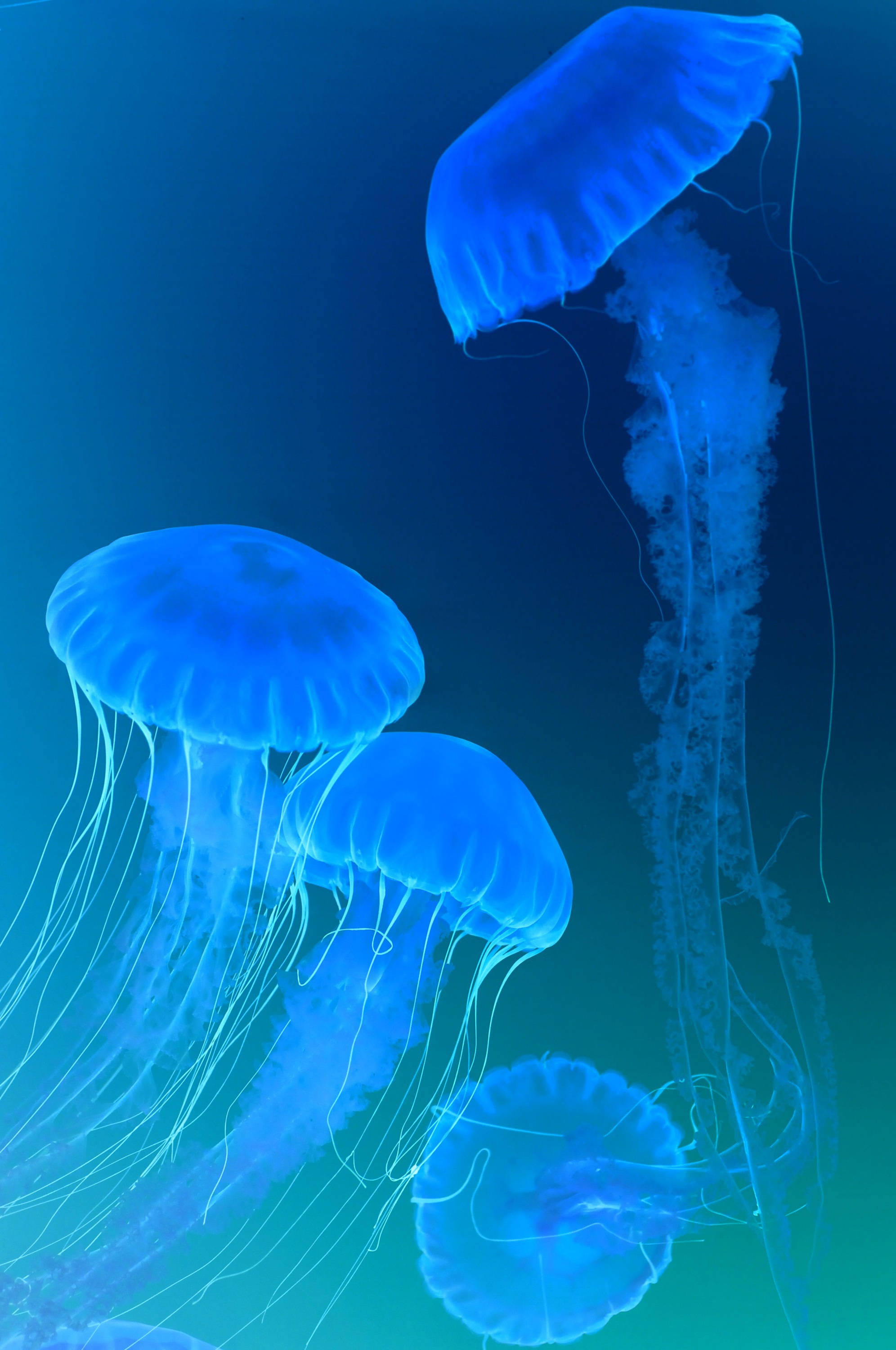 藍色水母頂部 iPhone 壁紙 — 發光的藍色水母在深海中優雅地漂流，半透明的觸手在寧靜的動作中流動。