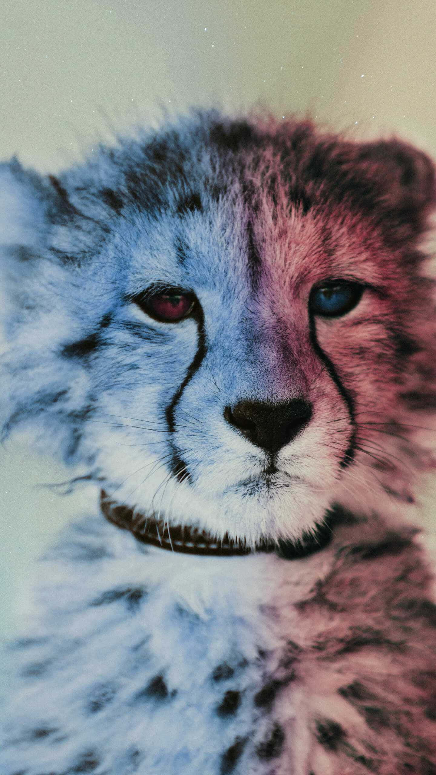 獵豹 iPhone 小獵豹異眼奇景 壁紙 — 獵豹幼崽臉部的特寫，在柔和光線下半邊藍色半邊粉紅色。