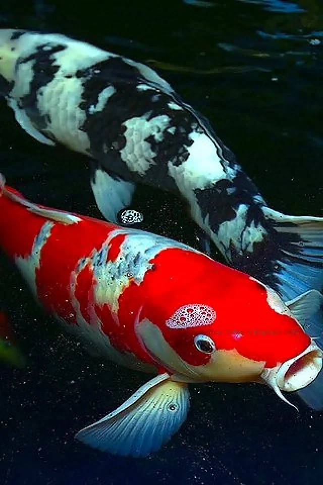 鯉魚 iPhone 壁紙 — 兩條色彩鮮豔的錦鯉在暗水中優雅地游動，一條紅白色，一條黑白色，帶有細緻的鱗片和流暢的魚鰭。
