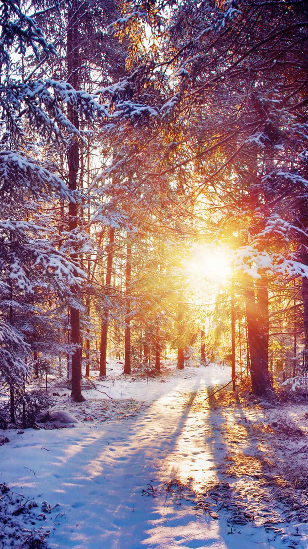 冬季自然中的日出 iPhone 壁紙 — 陽光穿過積雪的松樹，在寧靜的冬季森林小徑上灑下金色光芒。
