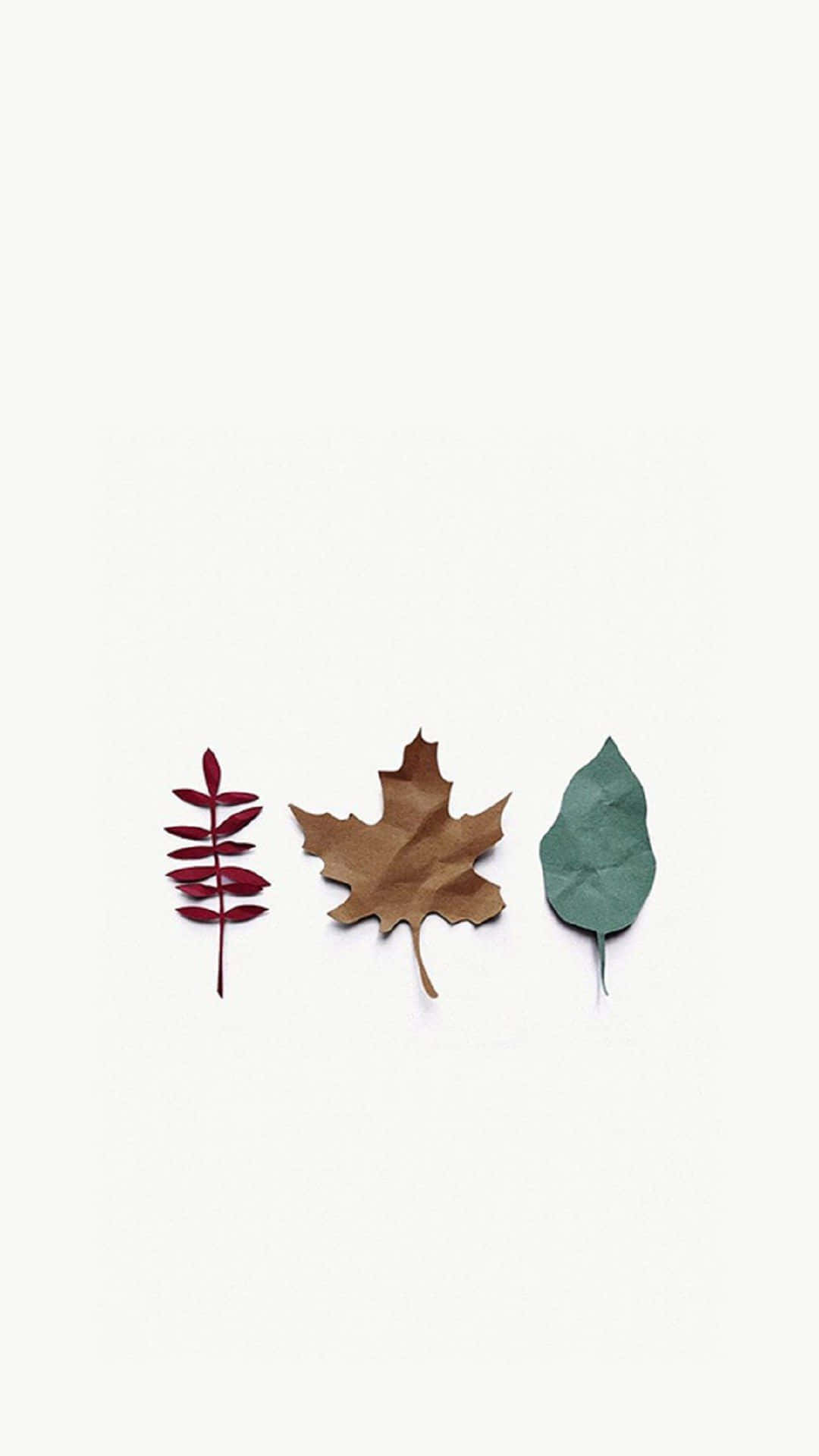 簡約秋日 iPhone 屏幕主題 壁紙 — 三片不同的秋葉，分別為紅色、棕色和綠色，整齊地排列在純米白色背景上。