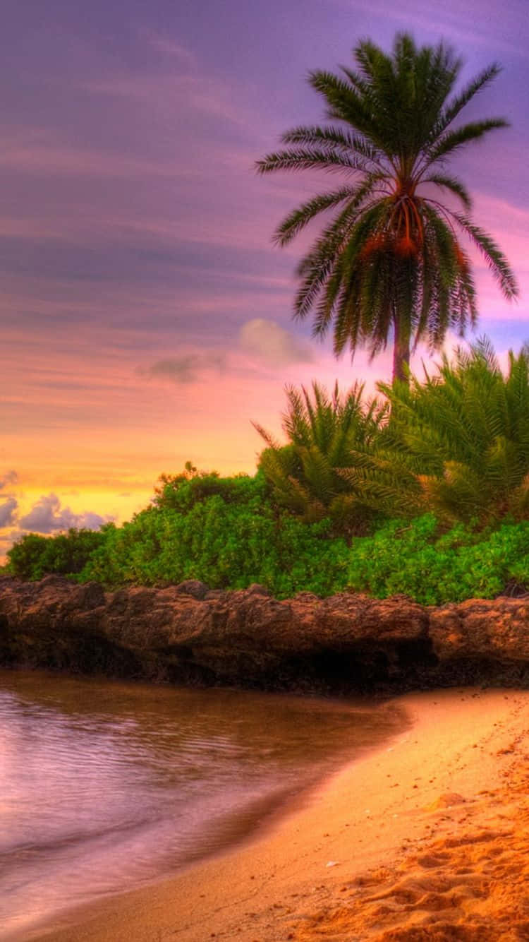 帶著 iPhone 在海灘放鬆 壁紙 — 一棵孤獨的棕櫚樹矗立在岩石海岸上，夕陽將溫暖的光線灑在金色的沙灘和寧靜的水面上。