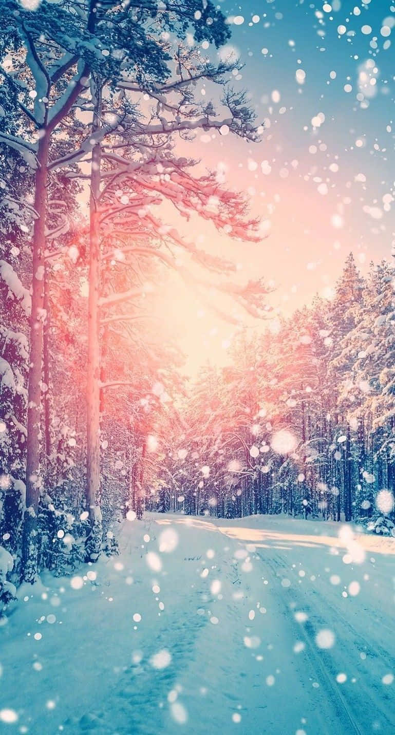 最佳冬季iPhone鎖定螢幕 壁紙 — 一條被溫暖夕陽照耀的雪地森林小徑，飄落的雪花和披上白雪的松樹。