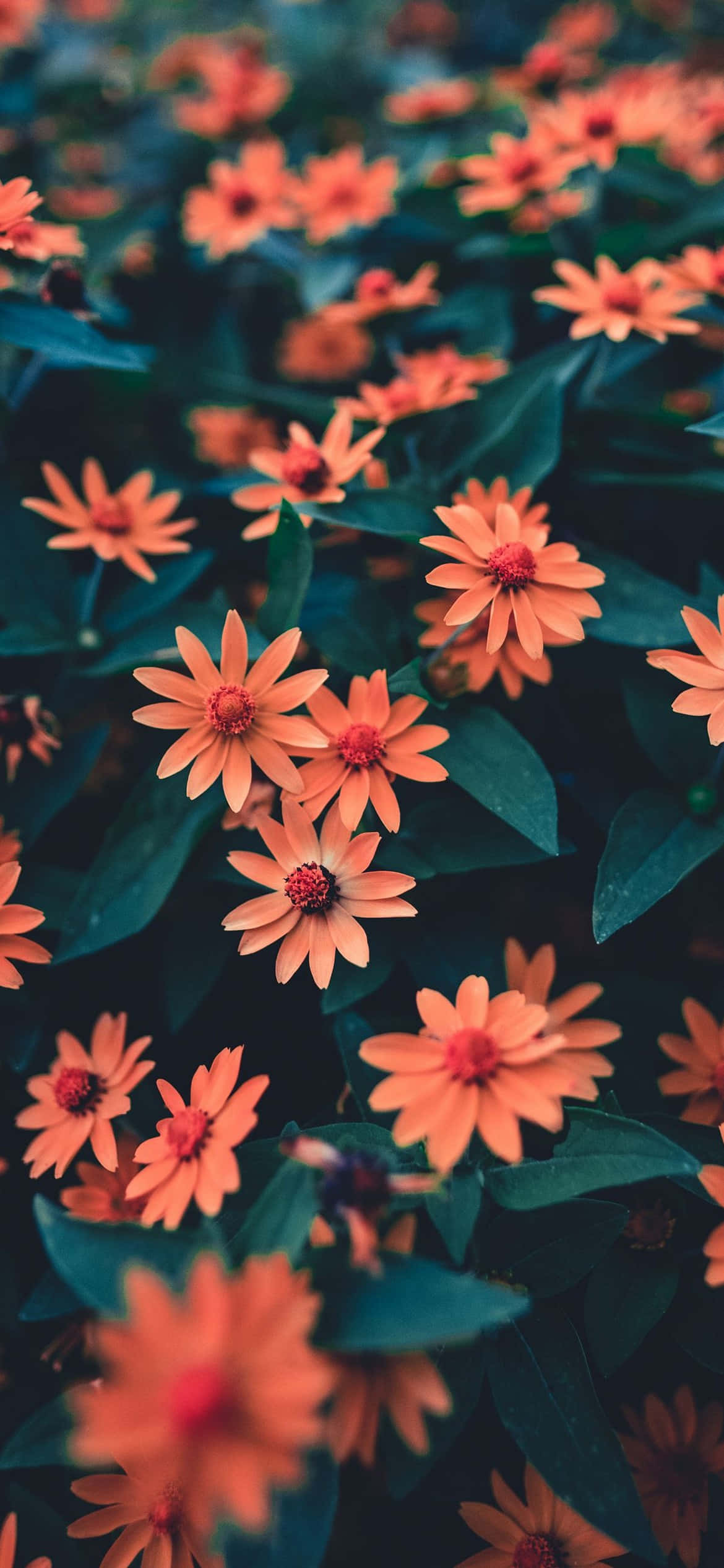 玫瑰花瓣拼成的iPhone造型，色彩繽紛如夢 壁紙 — 鮮豔的橙色百日菊在柔和的自然光下，於茂密的花園中深綠色葉子間盛開。