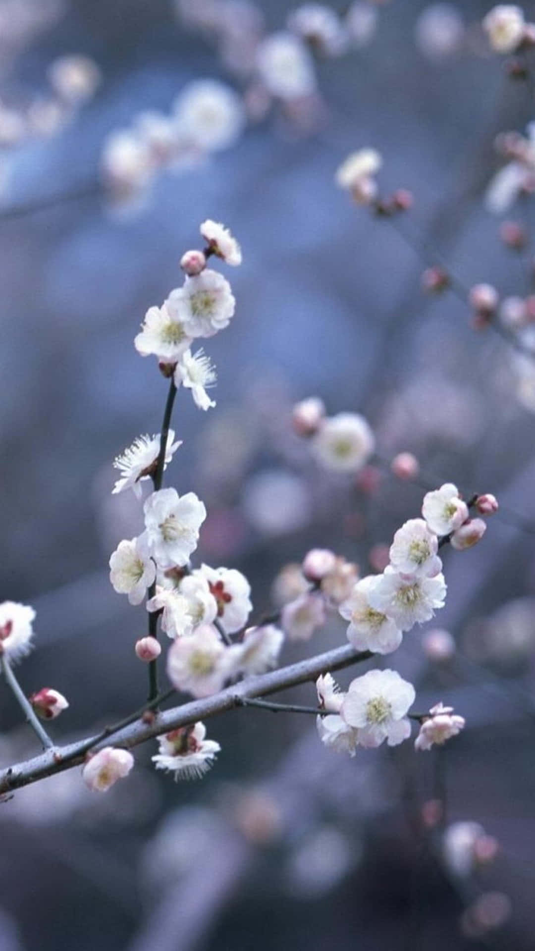 充滿活力的 iPhone 花朵壁紙 壁紙 — 細膩的白梅花在纖細的枝條上綻放，映襯著柔和模糊的藍灰色冬季背景。