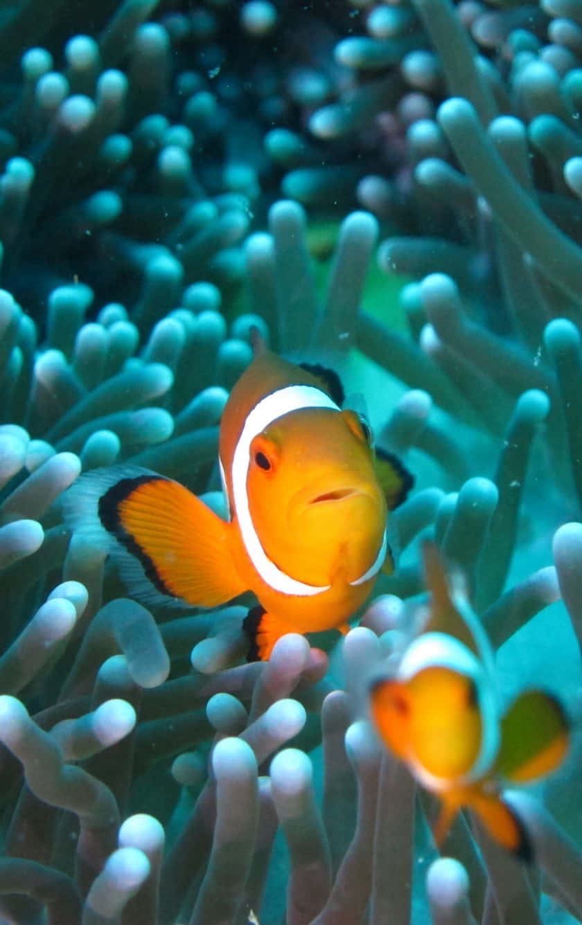 讓您的行動裝置展現海洋之美，使用水族館 iPhone 壁紙。 壁紙 — 鮮豔的橙色小丑魚帶有白色條紋，在水下柔軟的藍綠色海葵觸手間游動。