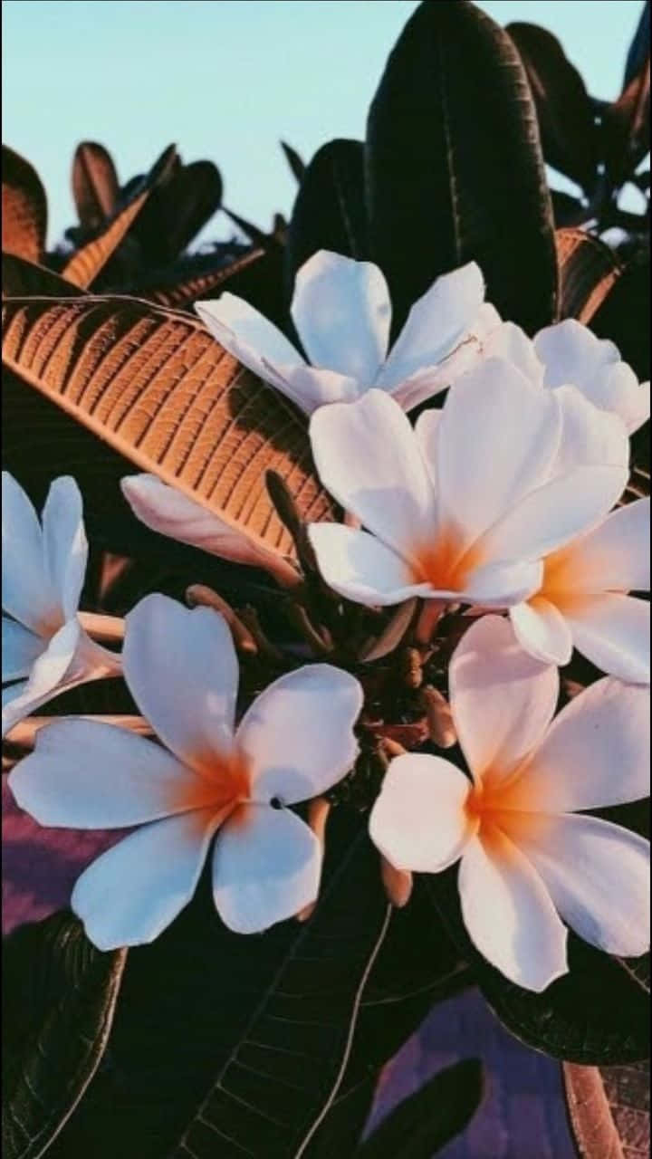 白色普魯梅莉亞花卉美感 iPhone 壁紙 — 白色雞蛋花帶橙色花心，在溫暖的金色陽光下，在深綠色葉子襯托下盛開。