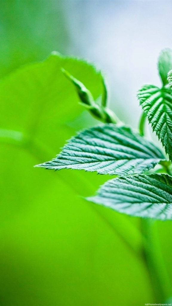 葉片特寫 iPhone 壁紙 — 充滿活力的綠色葉片，帶有細緻的葉脈和柔和模糊的背景，營造出清新自然嘅特寫。