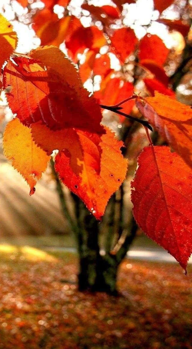 陽光灑落秋葉 iPhone 壁紙 — 鮮豔的紅色和橙色秋葉在柔和的模糊落葉背景上閃爍著露珠。