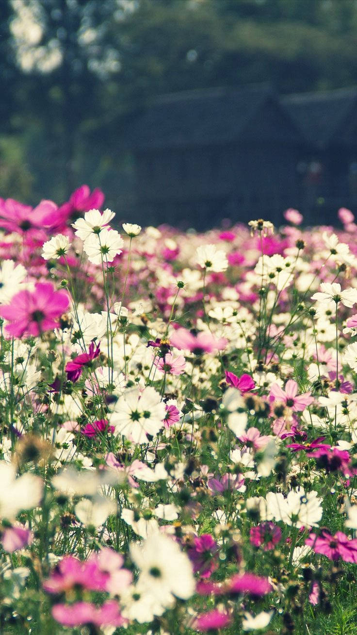 花田花卉iPhone壁紙 壁紙 — 陽光普照的粉白色波斯菊田野，柔軟的綠色莖幹和模糊的背景樹木輕輕搖曳。