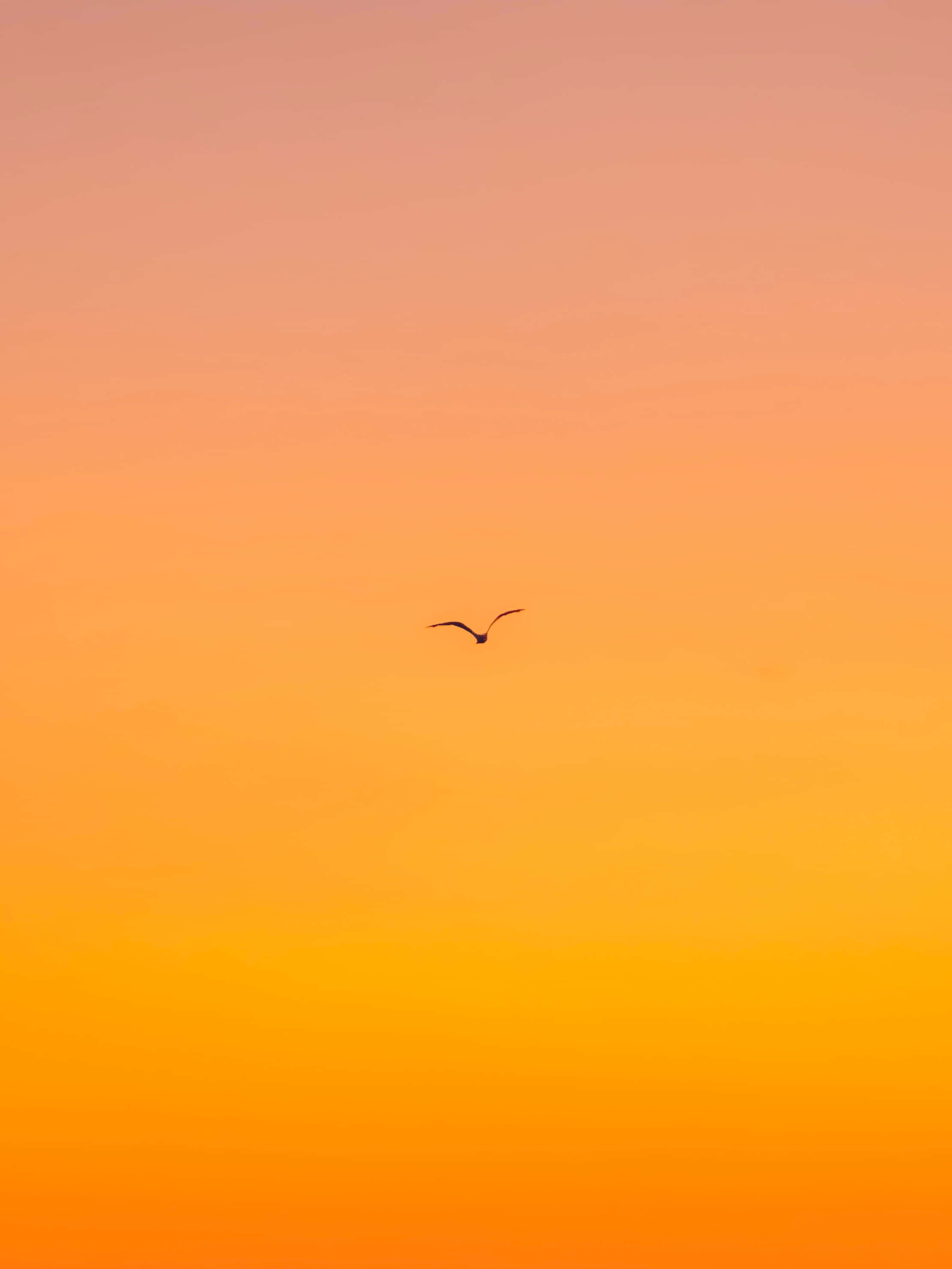 橙色天空 iPhone 壁紙 — 一隻孤鳥在日落時分飛過蜜桃橙和金色黃的漸變天空。
