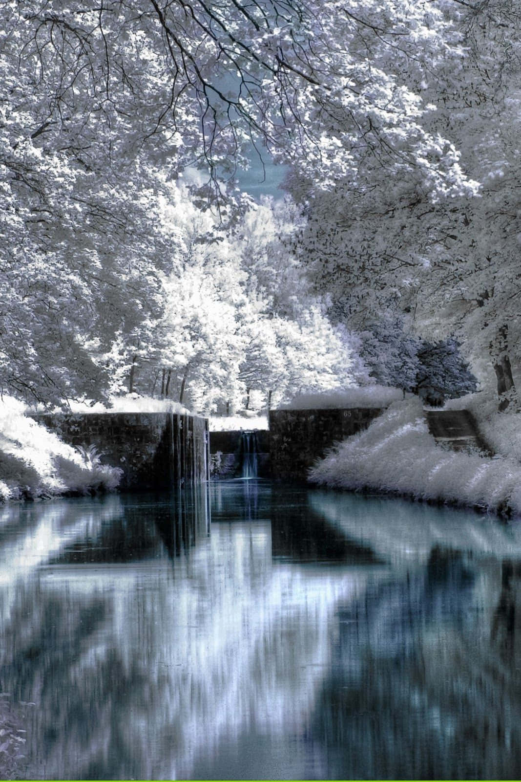 iPhone 白色聖誕樹雪景 壁紙 — 寧靜的冬日景象，白雪覆蓋的樹木環繞著平靜的河流，倒映著石壩和層疊瀑布。