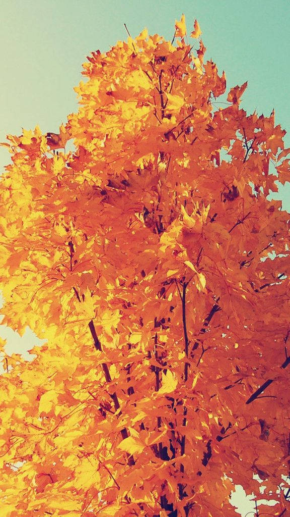 金色葉片 iPhone 背景 壁紙 — 一棵充滿活力的秋樹，帶有火紅的橙色和黃色葉子，高高聳立在柔和的青綠色天空前。