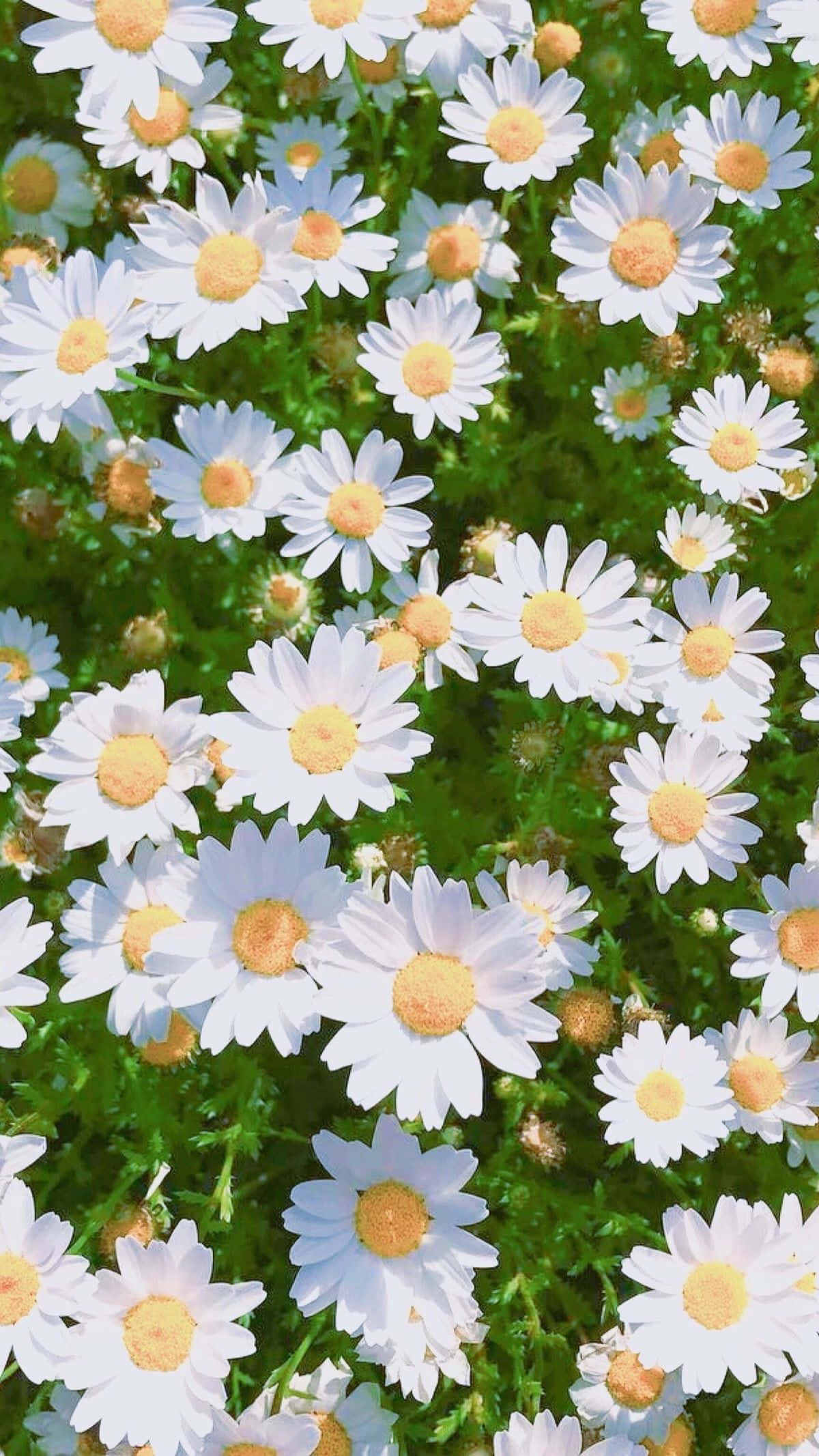 白色雛菊床 iPhone 壁紙 — 一片充滿活力的白色雛菊田，金色花心在茂密的綠色葉叢中盛開，沐浴在明亮的陽光下。